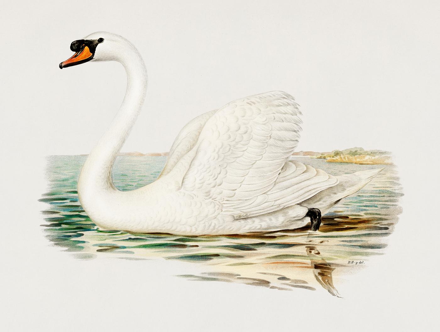 Mute Swan male (Cygnus olor) illustrated by the von Wright brothers. Digitally enhanced from our own 1929 folio version of... Mute Swan male (Cygnus olor) illustrated by the von Wright brothers. Digitally enhanced from our own 1929 folio version of...