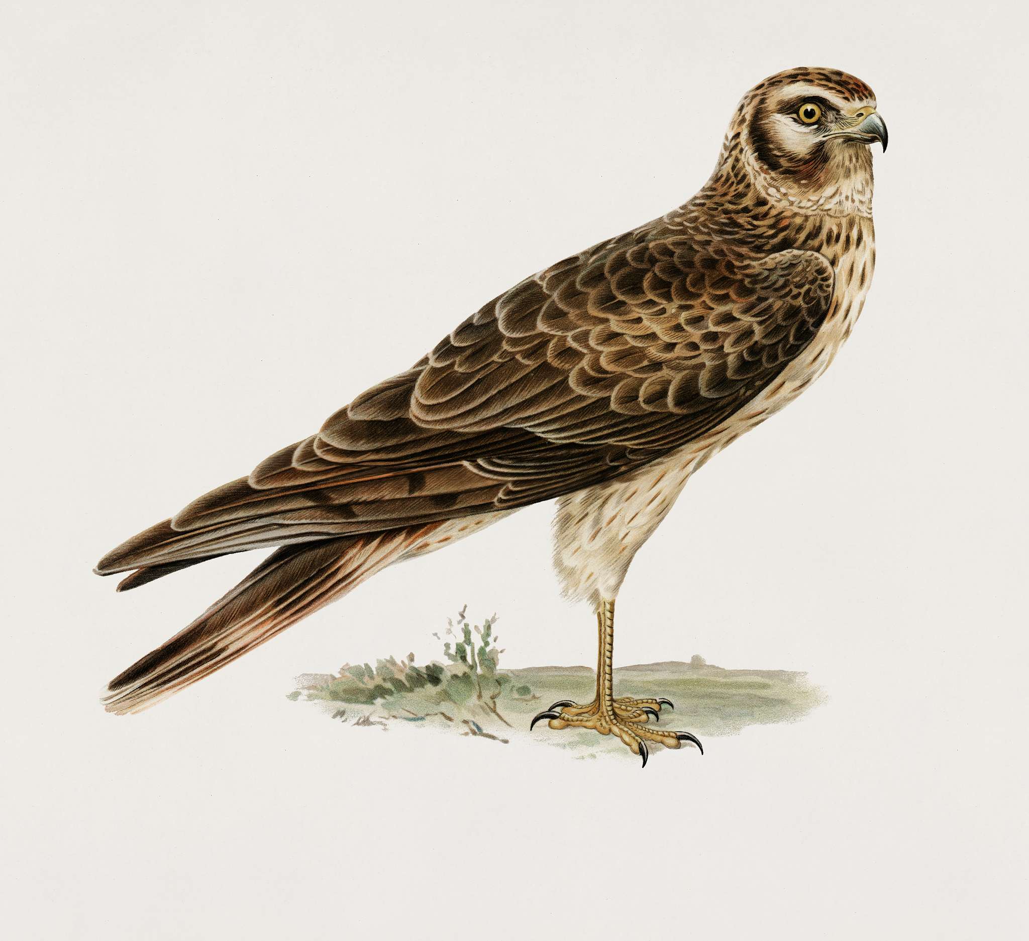 Pale Harrier, Pallid Harrier female (Circus macrourus) illustrated by the von Wright brothers. Digitally enhanced from our... Pale Harrier, Pallid Harrier female (Circus macrourus) illustrated by the von Wright brothers. Digitally enhanced from our...