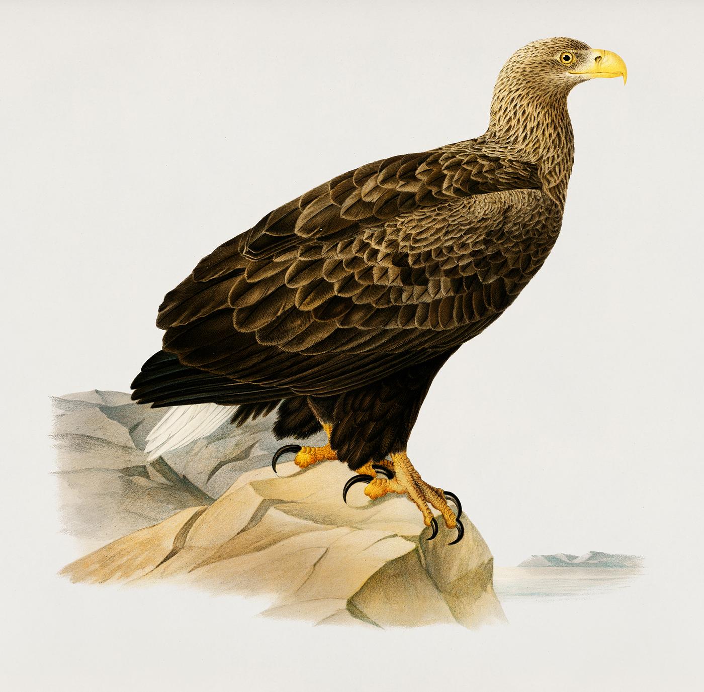 White-tailed eagle (Haliaeetus albicilla) illustrated by the von Wright brothers. Digitally enhanced from our own 1929 folio... White-tailed eagle (Haliaeetus albicilla) illustrated by the von Wright brothers. Digitally enhanced from our own 1929 folio...