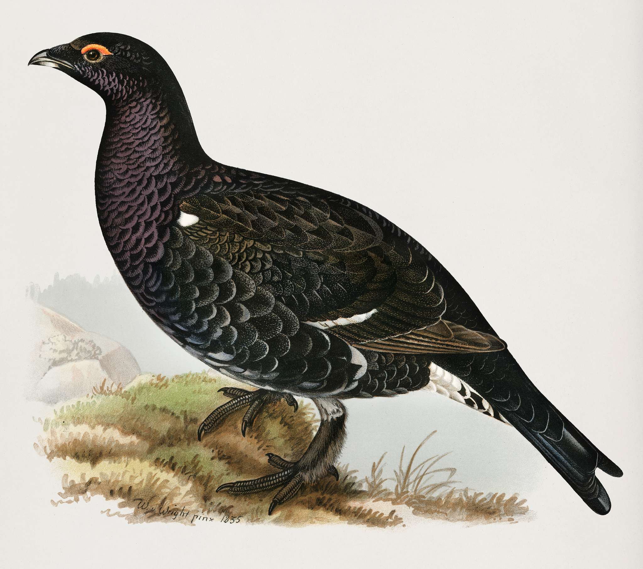 Hybrid between black grouse and western capercaillie (Lyrurus tetrix ♂ x Tetrao urogallus ♀) illustrated by the von Wright... Hybrid between black grouse and western capercaillie (Lyrurus tetrix ♂ x Tetrao urogallus ♀) illustrated by the von Wright...