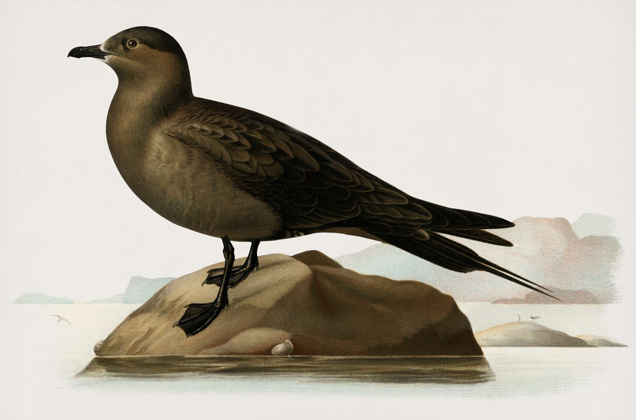 Parasitic jaeger (stercorarius parasiticus) illustrated by the von Wright brothers. Digitally enhanced from our own 1929... Parasitic jaeger (stercorarius parasiticus) illustrated by the von Wright brothers. Digitally enhanced from our own 1929...