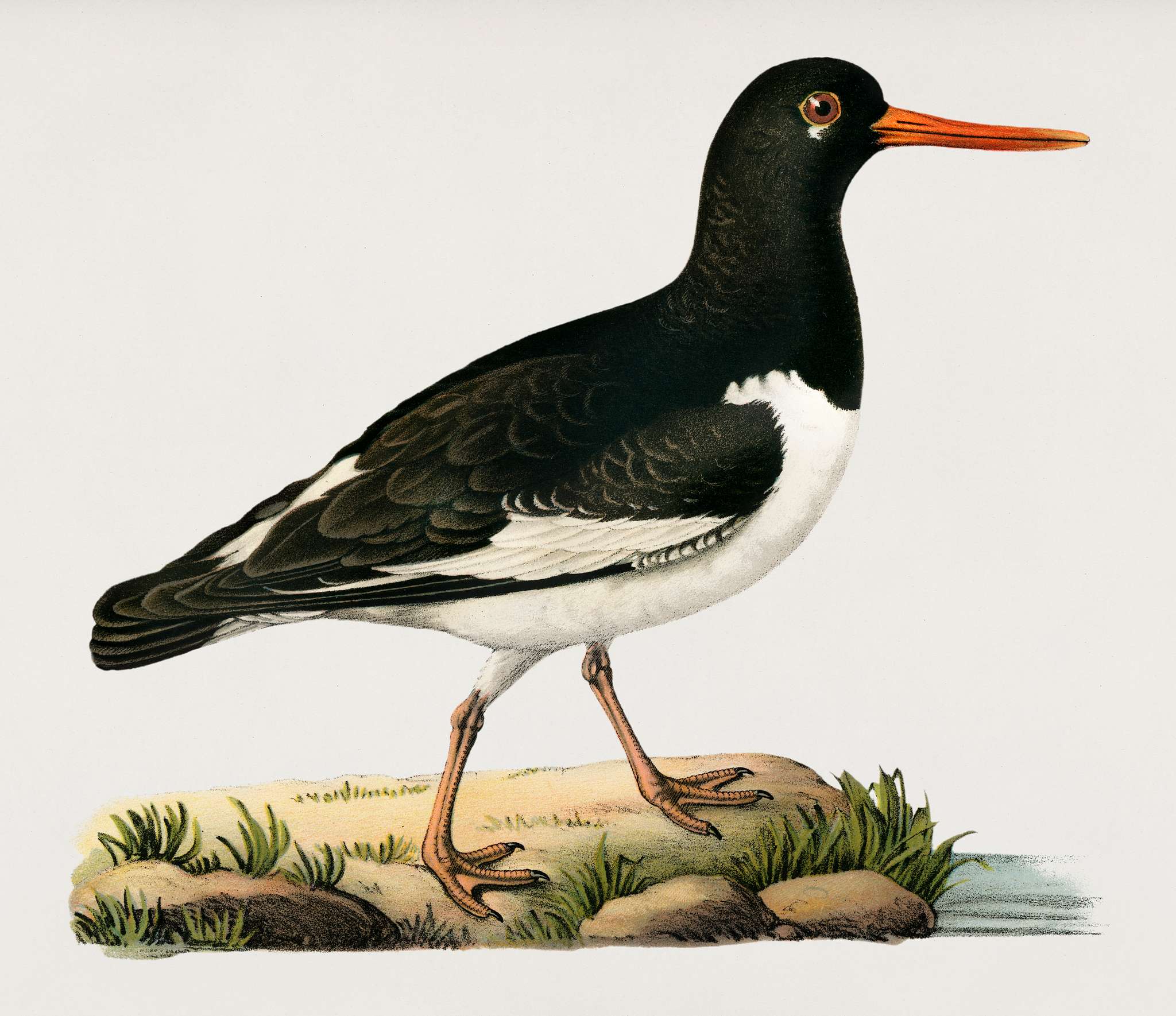 Eurasian oystercatcher ♀ (Haematopus ostralegus) illustrated by the von Wright brothers. Digitally enhanced from our own... Eurasian oystercatcher ♀ (Haematopus ostralegus) illustrated by the von Wright brothers. Digitally enhanced from our own...
