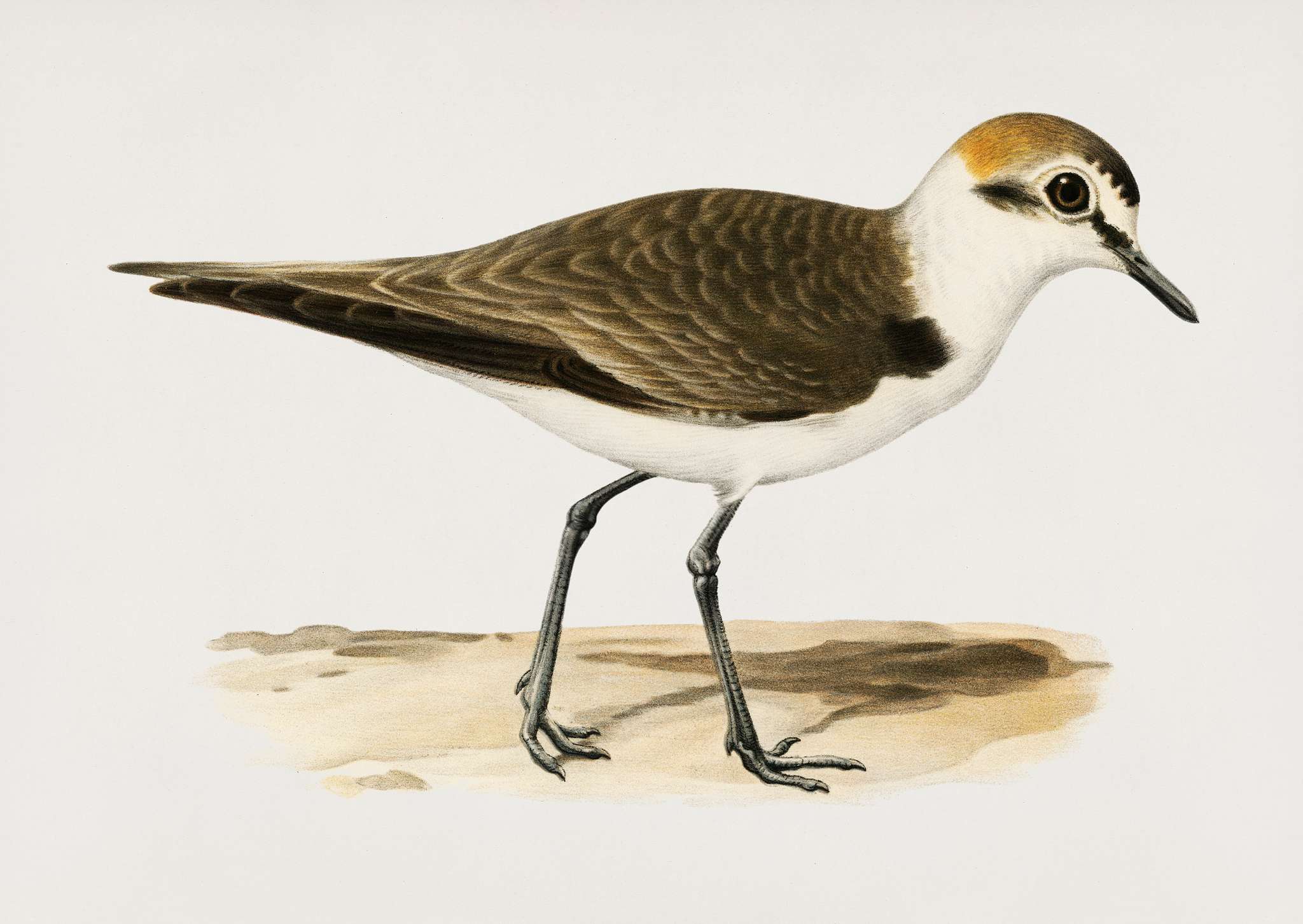 Kentish Plover ♂ (Charadrius (Leucopolius) alexandrinus) illustrated by the von Wright brothers. Digitally enhanced from our... Kentish Plover ♂ (Charadrius (Leucopolius) alexandrinus) illustrated by the von Wright brothers. Digitally enhanced from our...