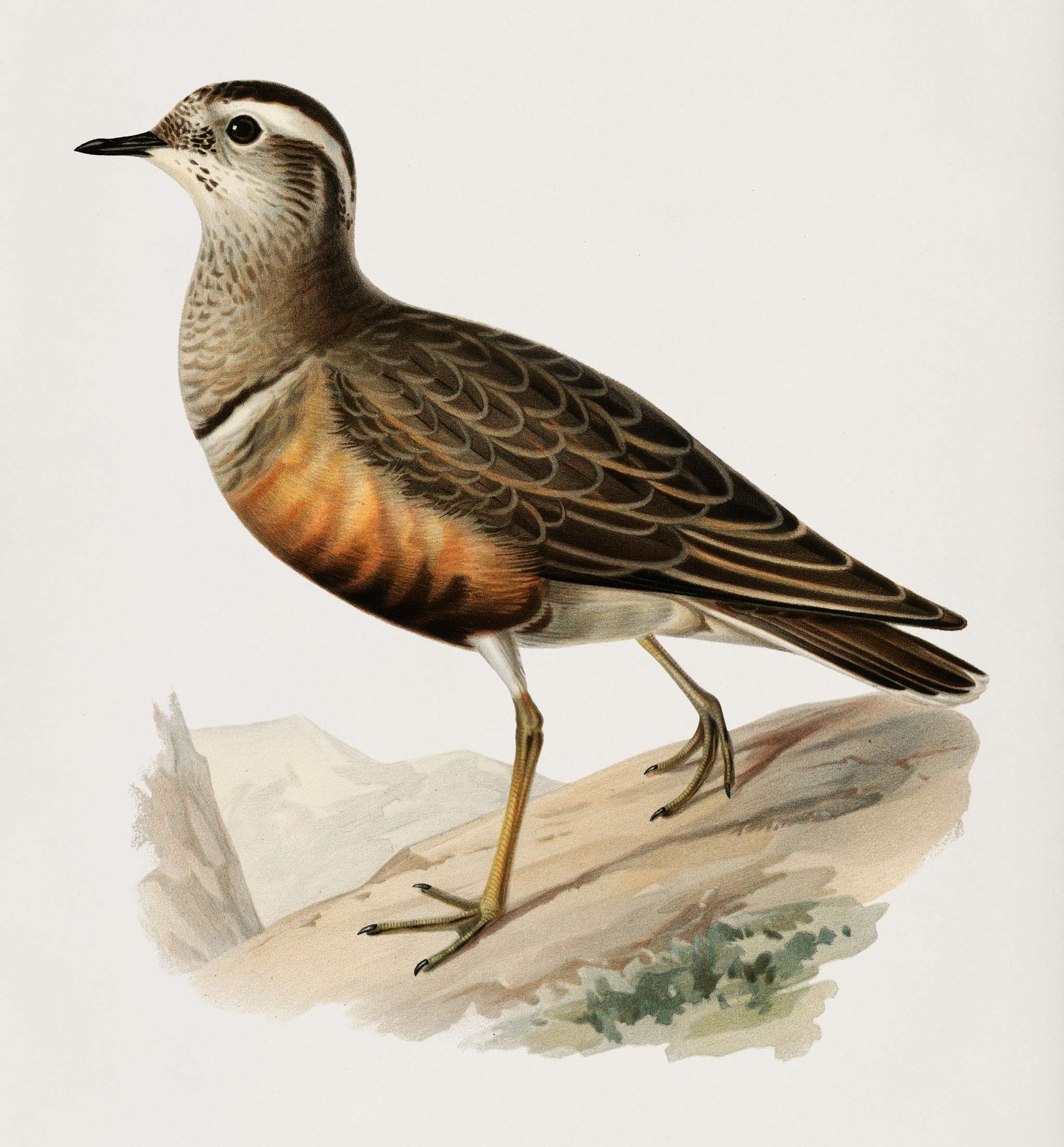 Eurasian dottere (charadrius (eudromias) morinellusl) illustrated by the von Wright brothers. Digitally enhanced from our... Eurasian dottere (charadrius (eudromias) morinellusl) illustrated by the von Wright brothers. Digitally enhanced from our...