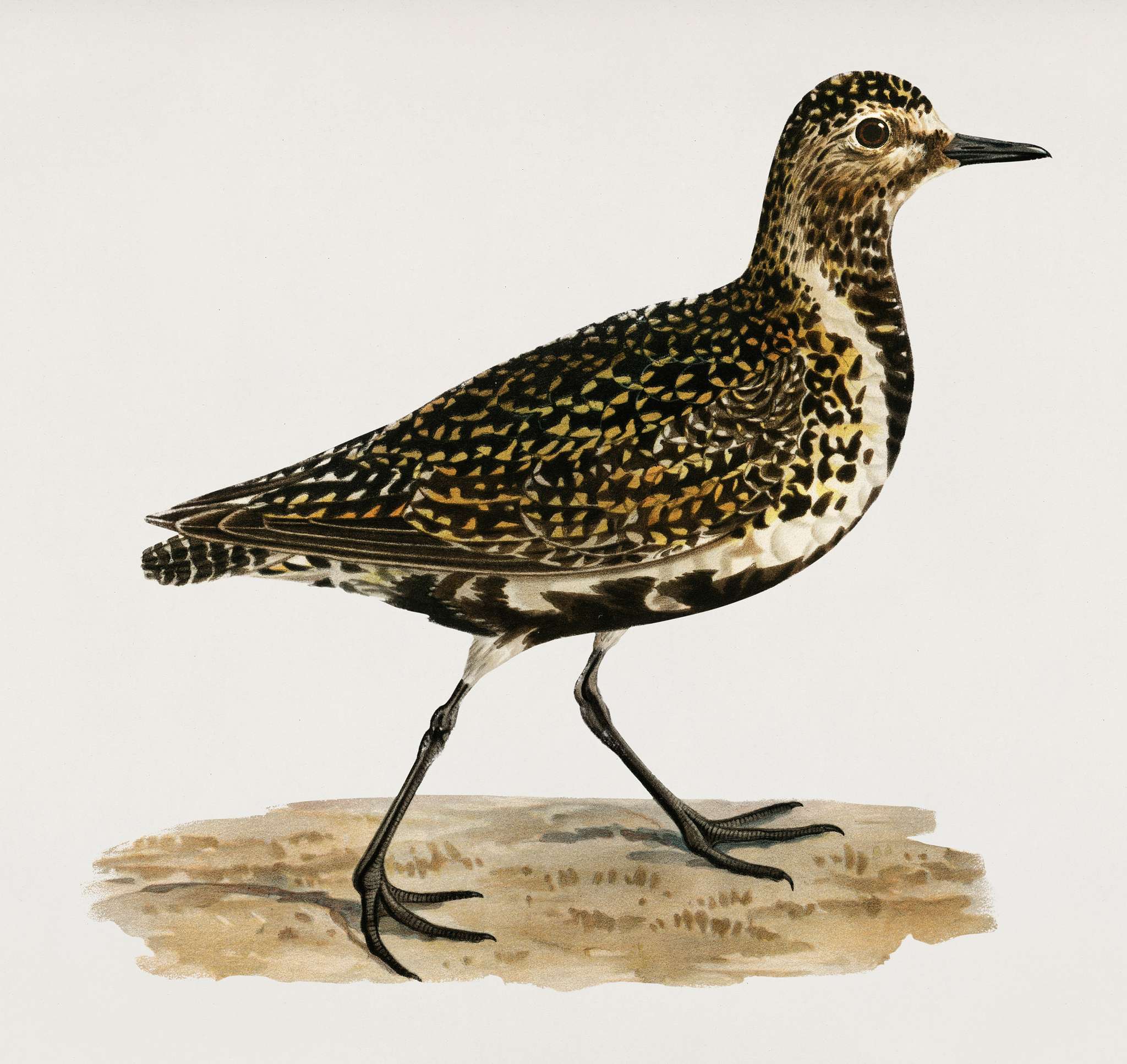 European Golden-Plover (Charadrius pluvialis apricarius) illustrated by the von Wright brothers. Digitally enhanced from our... European Golden-Plover (Charadrius pluvialis apricarius) illustrated by the von Wright brothers. Digitally enhanced from our...