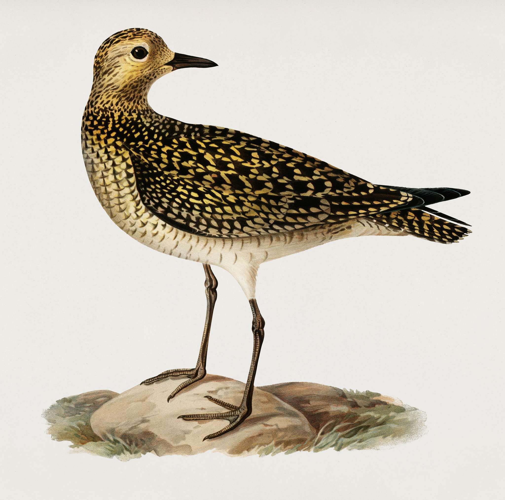 European Golden-Plover (Charadrius pluvialis apricarius) illustrated by the von Wright brothers. Digitally enhanced from our... European Golden-Plover (Charadrius pluvialis apricarius) illustrated by the von Wright brothers. Digitally enhanced from our...