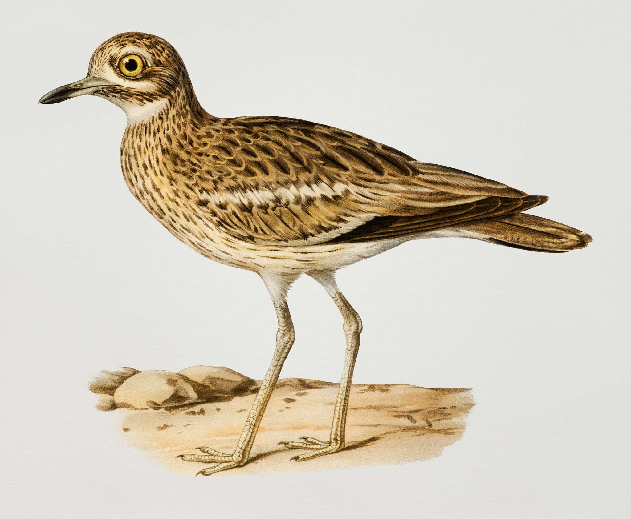 Burhinus oedicnemus ♀ (Eurasian stone curlew) illustrated by the von Wright brothers. Digitally enhanced from our own 1929... Burhinus oedicnemus ♀ (Eurasian stone curlew) illustrated by the von Wright brothers. Digitally enhanced from our own 1929...