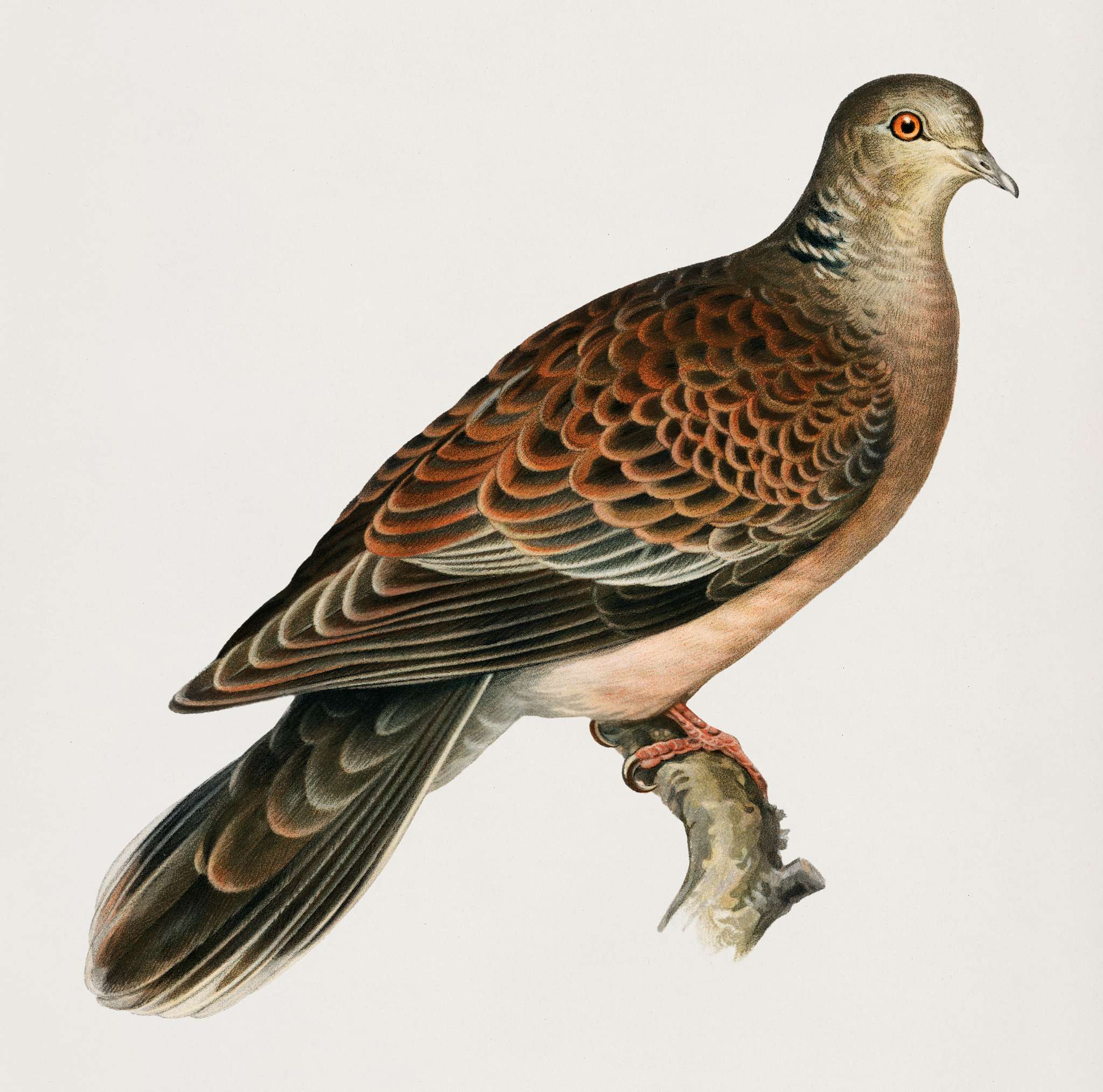 Oriental turtle dove ♀ (Streptopelia orientalis) illustrated by the von Wright brothers. Digitally enhanced from our own... Oriental turtle dove ♀ (Streptopelia orientalis) illustrated by the von Wright brothers. Digitally enhanced from our own...