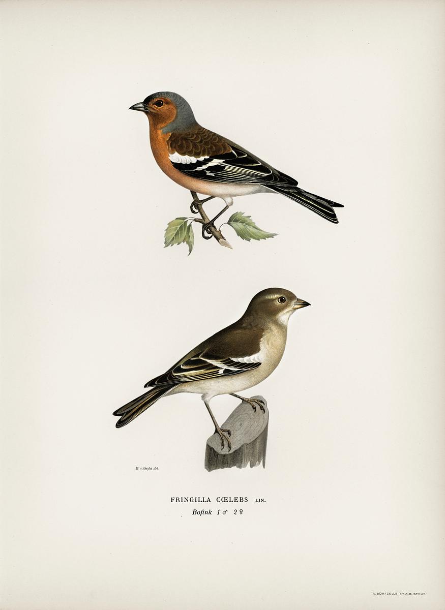 Chaffinch male (Fringilla coelebs)… | Free public domain illustration Chaffinch male (Fringilla coelebs) illustrated by the von Wright brothers. Digitally enhanced from our own 1929 folio version…