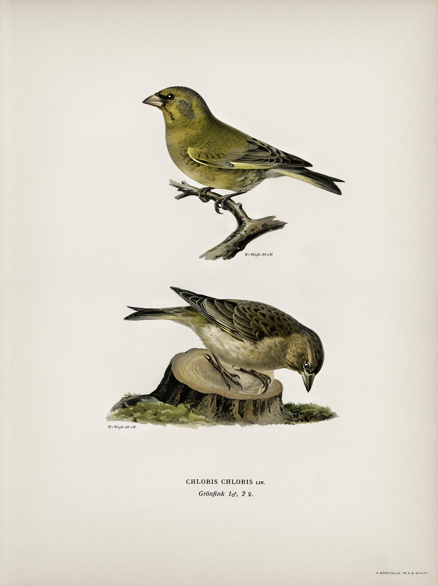 Chloris Chloris illustrated by the von Wright brothers. Digitally enhanced from our own 1929 folio version of Svenska F... Chloris Chloris illustrated by the von Wright brothers. Digitally enhanced from our own 1929 folio version of Svenska F...