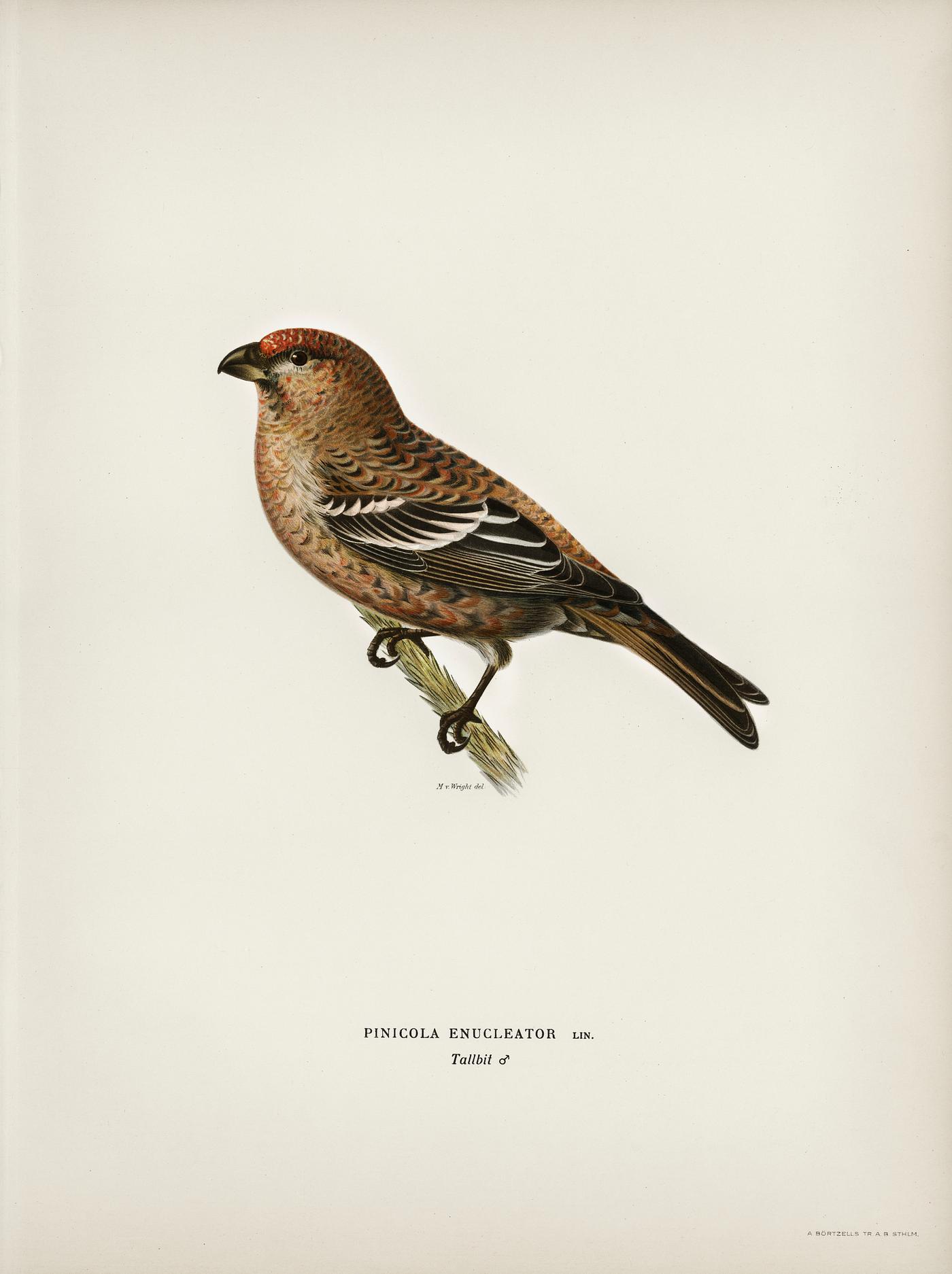 Pine Grosbeak male (Pinicola enucleator) illustrated by the von Wright brothers. Digitally enhanced from our own 1929 folio... Pine Grosbeak male (Pinicola enucleator) illustrated by the von Wright brothers. Digitally enhanced from our own 1929 folio...