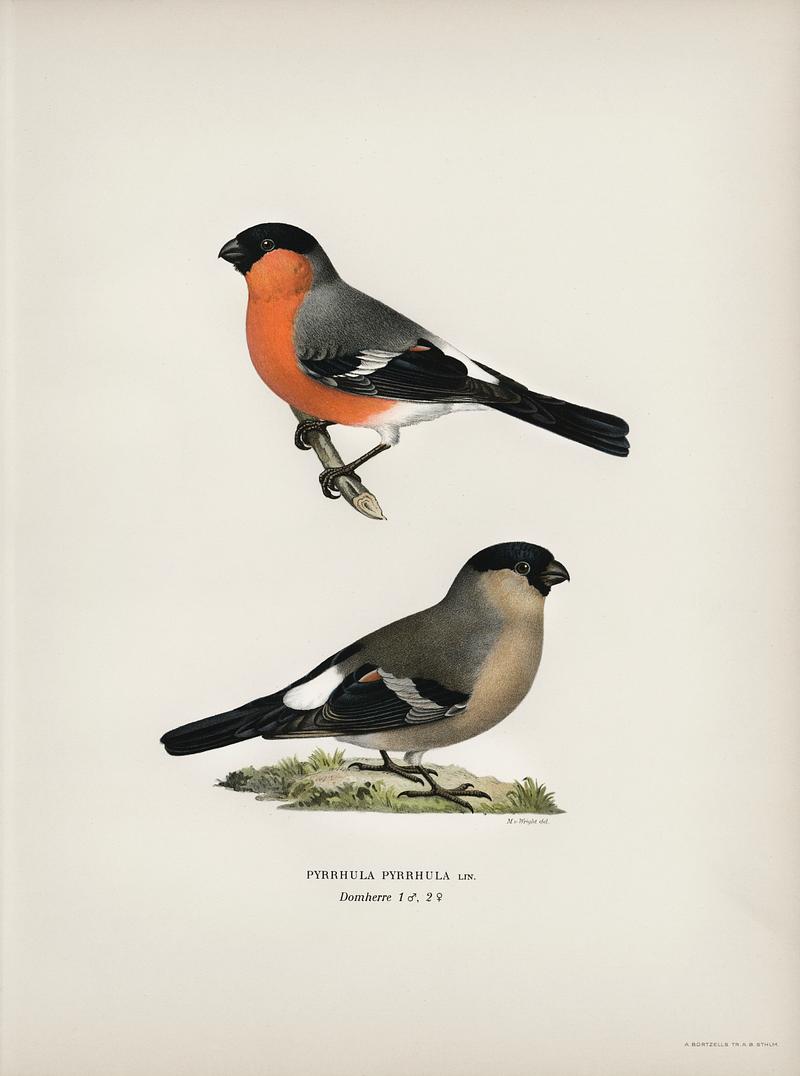 Pyrrhula Pyrrhula illustrated by the von Wright brothers. Digitally enhanced from our own 1929 folio version of Svenska Fåglar Efter Naturen Och Pa Sten Ritade. Pyrrhula Pyrrhula illustrated by the von Wright brothers. Digitally enhanced from our own 1929 folio version of Svenska…