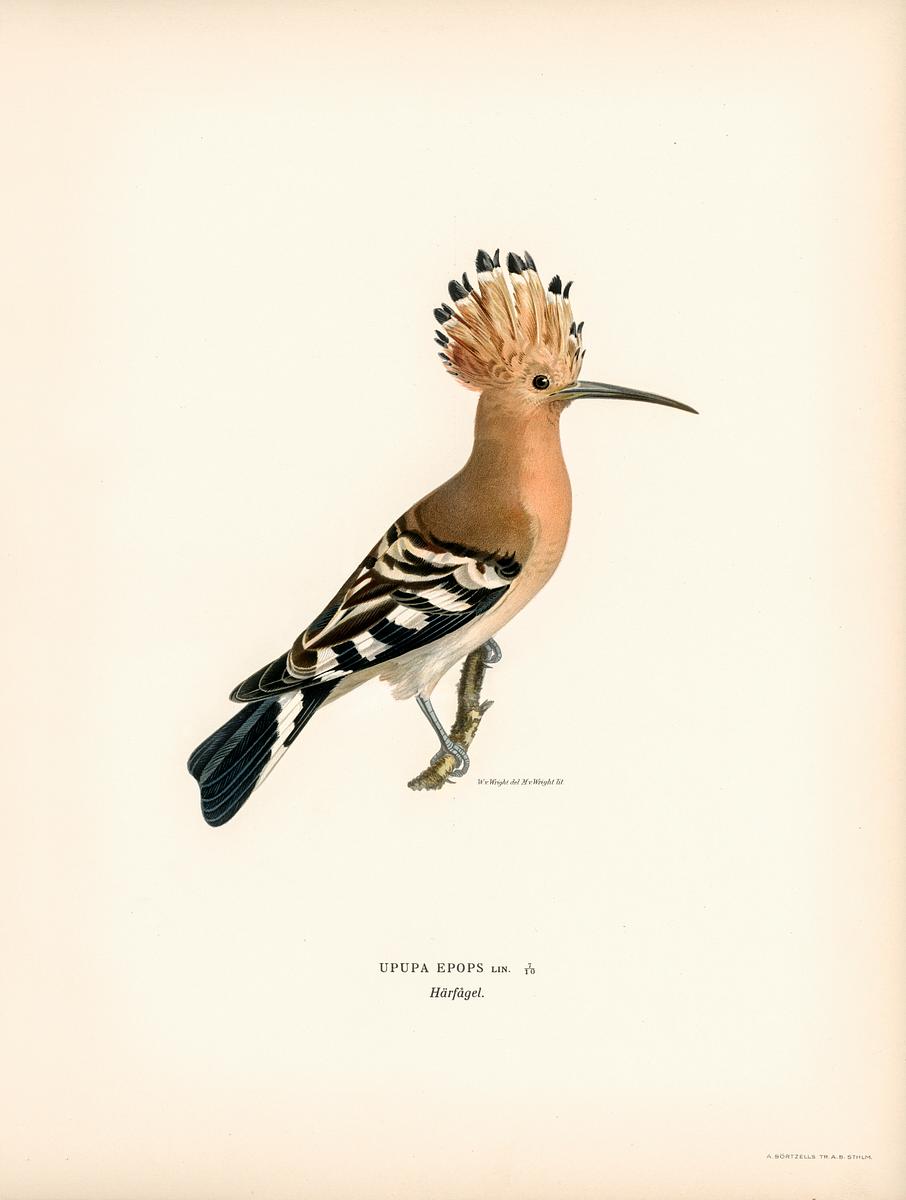 Upupa epops illustrated by the von Wright… | Free public domain illustration Upupa epops illustrated by the von Wright brothers. Digitally enhanced from our own 1929 folio version of Svenska…