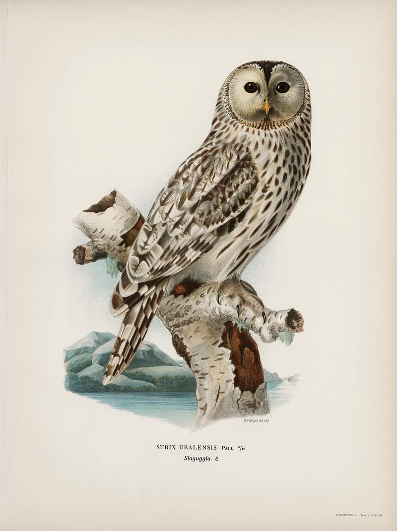 Strix uralensis ♀ illustrated by the von… | Free public domain illustration Strix uralensis ♀ illustrated by the von Wright brothers. Digitally enhanced from our own 1929 folio version of Svenska…