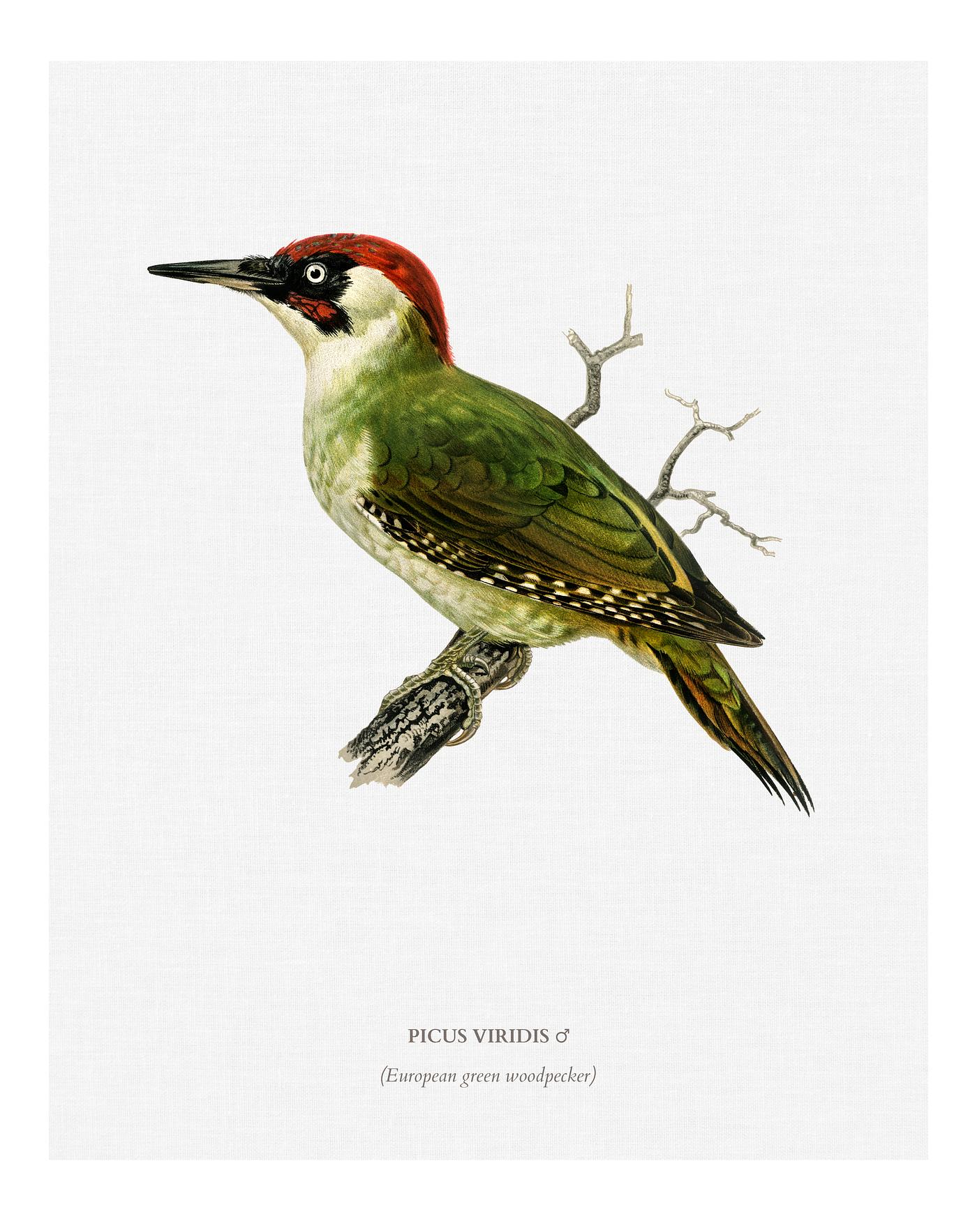 Picus viridis ♂ illustrated by the von Wright brothers. Digitally enhanced from our own 1929 folio version of Svenska F... Picus viridis ♂ illustrated by the von Wright brothers. Digitally enhanced from our own 1929 folio version of Svenska F...