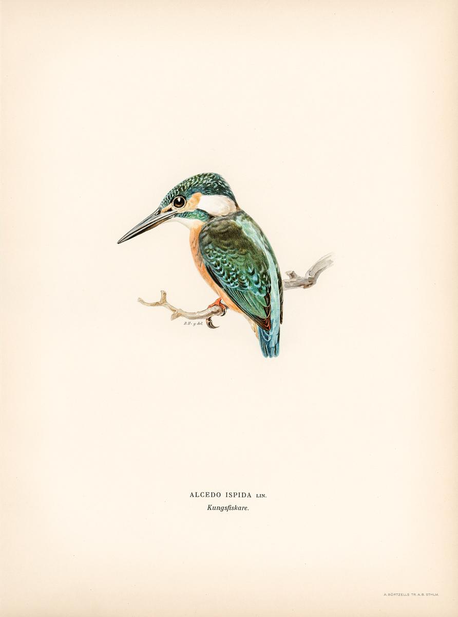 Alcedo ispida illustrated by the von Wright… | Free public domain illustration Alcedo ispida illustrated by the von Wright brothers. Digitally enhanced from our own 1929 folio version of Svenska…