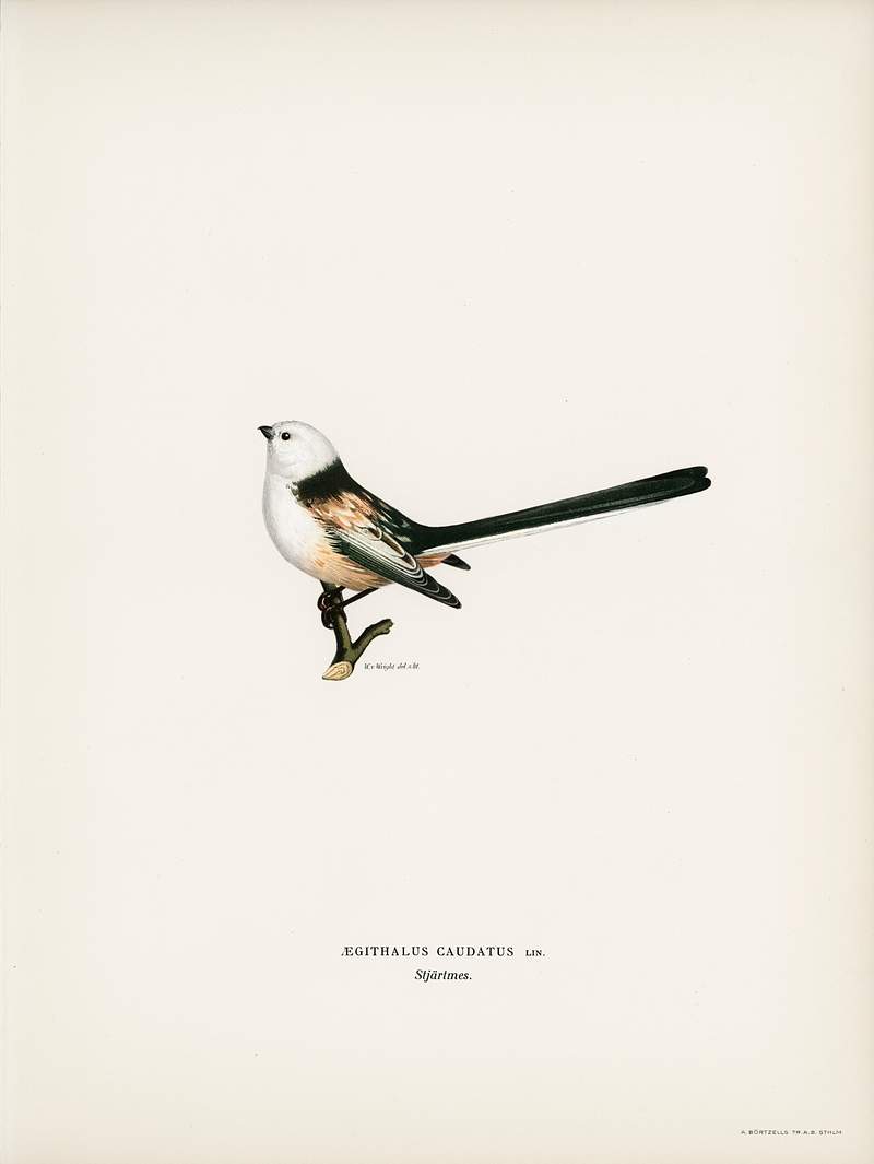 Aegithalus caudatus (Long-tailed tit) illustrated by the von Wright brothers. Digitally enhanced from our own 1929 folio…