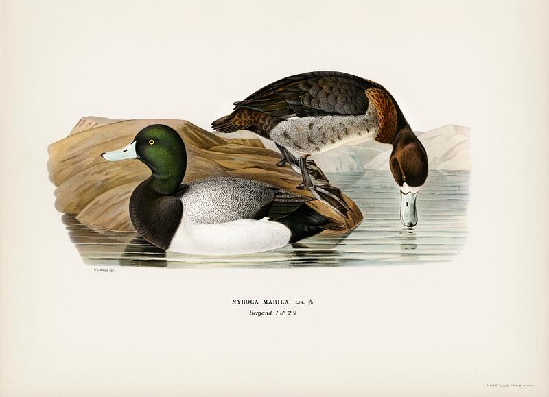Greater Scaup, Scaup (Nyroca marila) illustrated by the von Wright brothers. Digitally enhanced from our own 1929 folio version of Svenska Fåglar Efter Naturen Och Pa Sten Ritade. Greater Scaup, Scaup (Nyroca marila) illustrated by the von Wright brothers. Digitally enhanced from our own 1929 folio…