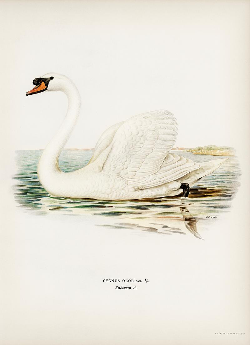 Mute Swan male (Cygnus olor) illustrated by the von Wright brothers. Digitally enhanced from our own 1929 folio version of Svenska Fåglar Efter Naturen Och Pa Sten Ritade. Mute Swan male (Cygnus olor) illustrated by the von Wright brothers. Digitally enhanced from our own 1929 folio version of…
