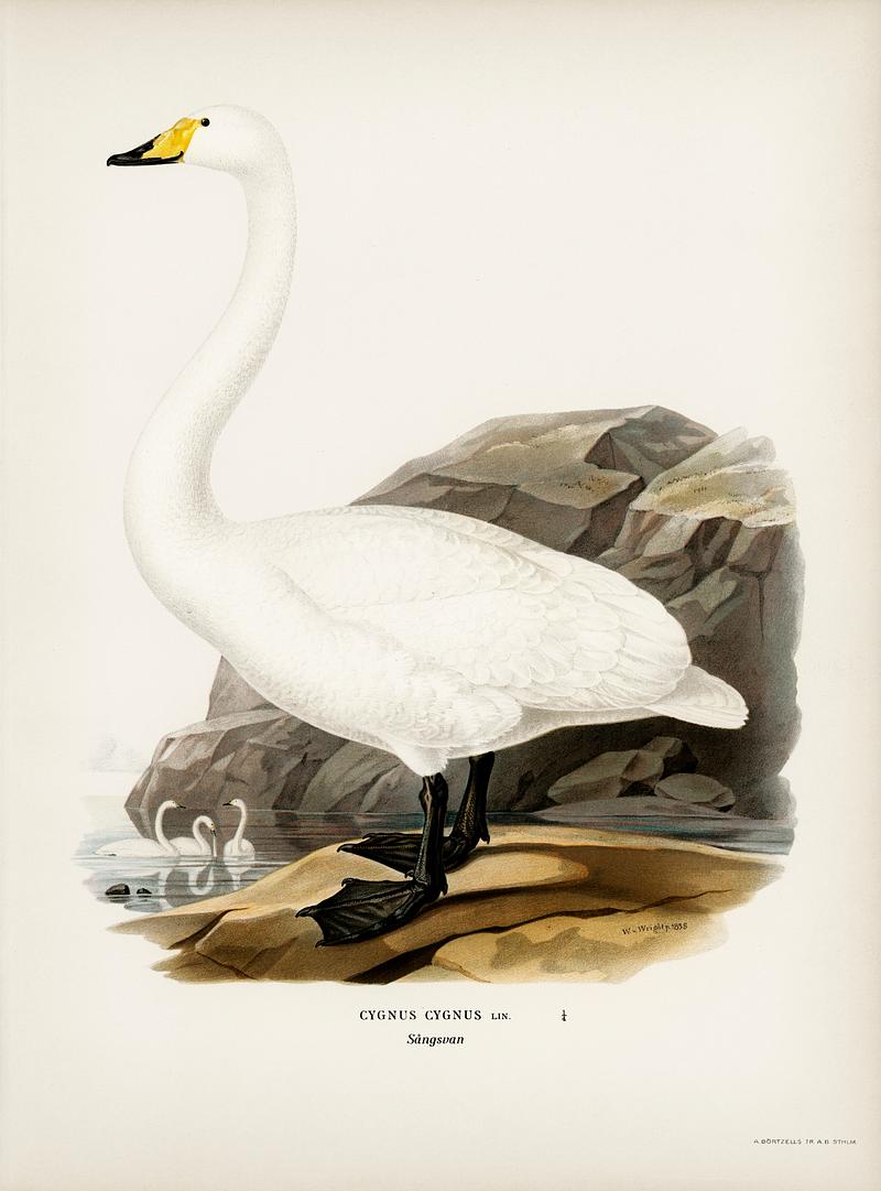 Whooper Swan (Cygnus cygnus) illustrated by the von Wright brothers. Digitally enhanced from our own 1929 folio version of Svenska Fåglar Efter Naturen Och Pa Sten Ritade. Whooper Swan (Cygnus cygnus) illustrated by the von Wright brothers. Digitally enhanced from our own 1929 folio version of…