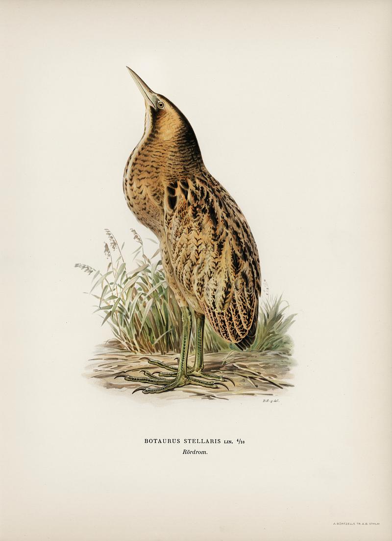 Bittern (Botaurus stellaris) illustrated by the von Wright brothers. Digitally enhanced from our own 1929 folio version of Svenska Fåglar Efter Naturen Och Pa Sten Ritade. Bittern (Botaurus stellaris) illustrated by the von Wright brothers. Digitally enhanced from our own 1929 folio version of…