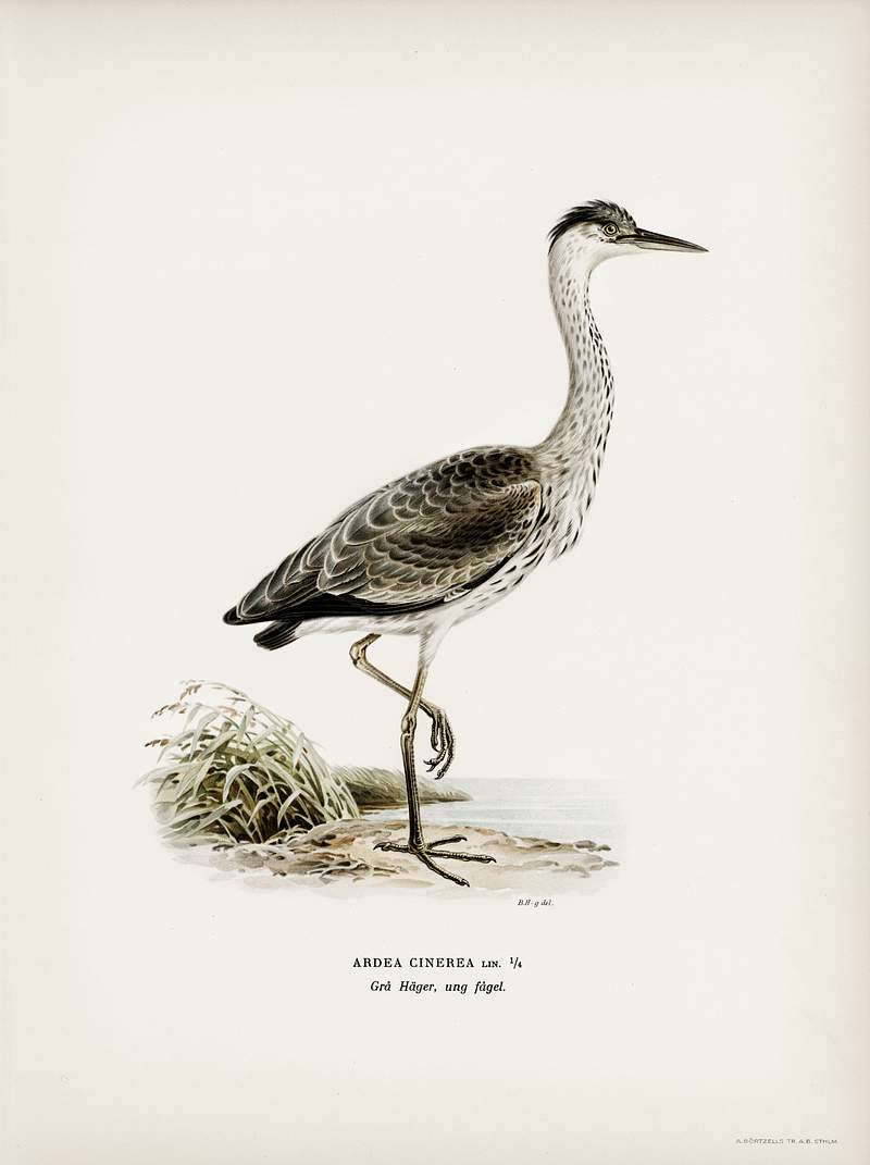 Gray heron (Ardea cinerea) illustrated by the… | Free public domain illustration Gray heron (Ardea cinerea) illustrated by the von Wright brothers. Digitally enhanced from our own 1929 folio version of…