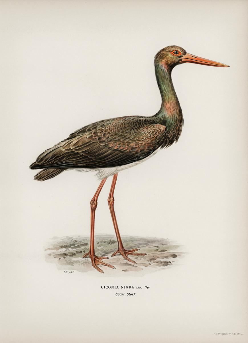 Black Stork (Ciconia nigra) illustrated by… | Free public domain illustration Black Stork (Ciconia nigra) illustrated by the von Wright brothers. Digitally enhanced from our own 1929 folio version of…