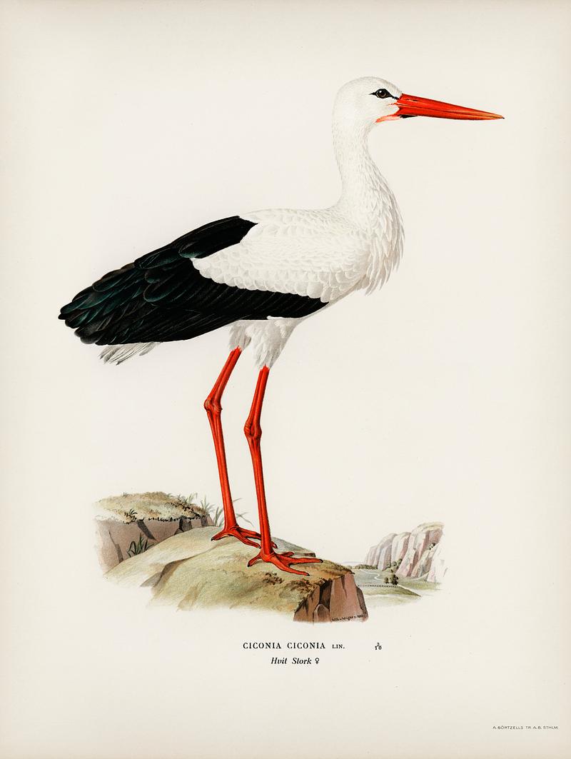 White stork ♀ (Ciconia ciconia) illustrated by the von Wright brothers. Digitally enhanced from our own 1929 folio version of Svenska Fåglar Efter Naturen Och Pa Sten Ritade. White stork ♀ (Ciconia ciconia) illustrated by the von Wright brothers. Digitally enhanced from our own 1929 folio version of…