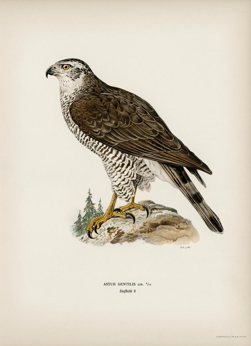 Goshawk female (Accipiter gentilis) illustrated by the von Wright brothers. Digitally enhanced from our own 1929 folio version of Svenska Fåglar Efter Naturen Och Pa Sten Ritade. Goshawk female (Accipiter gentilis) illustrated by the von Wright brothers. Digitally enhanced from our own 1929 folio…