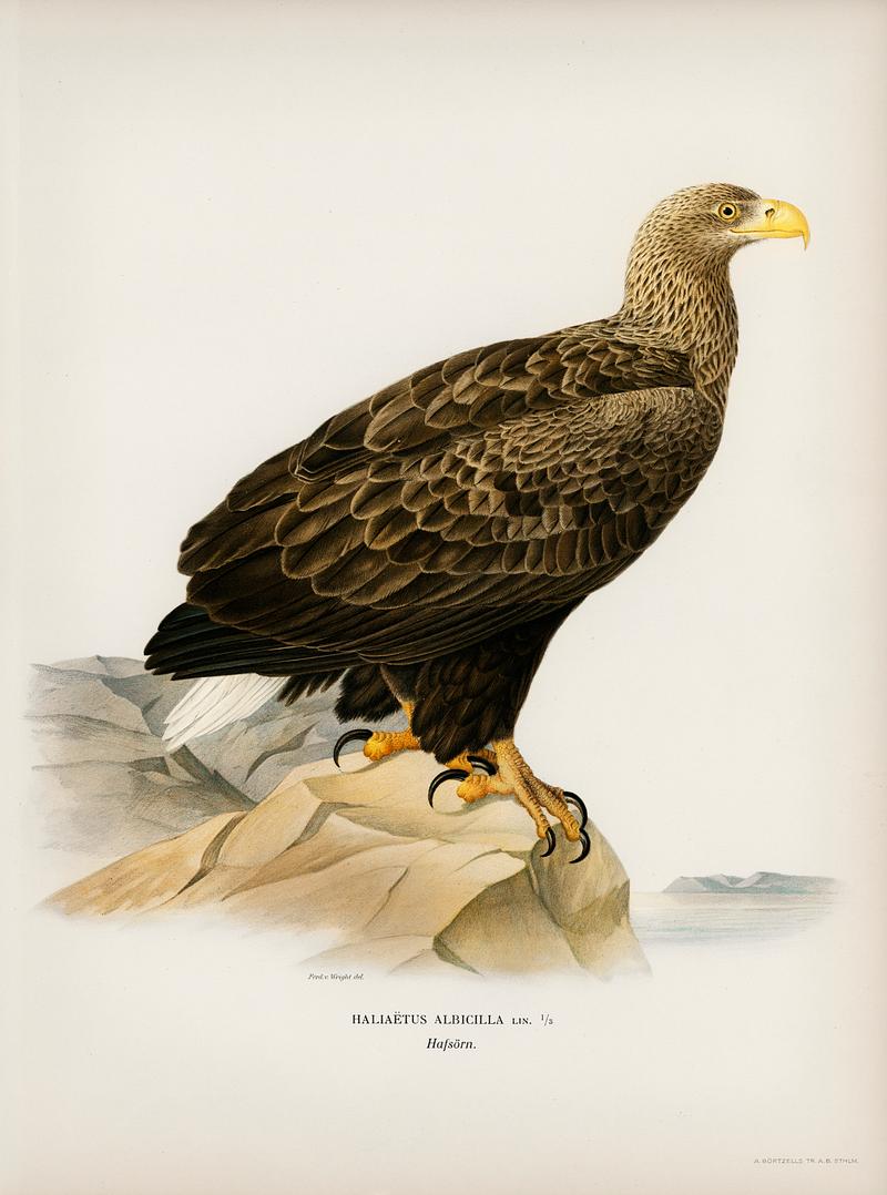 White-tailed eagle White-tailed eagle (Haliaeetus albicilla) illustrated by the von Wright brothers. Digitally enhanced from our own 1929 folio…