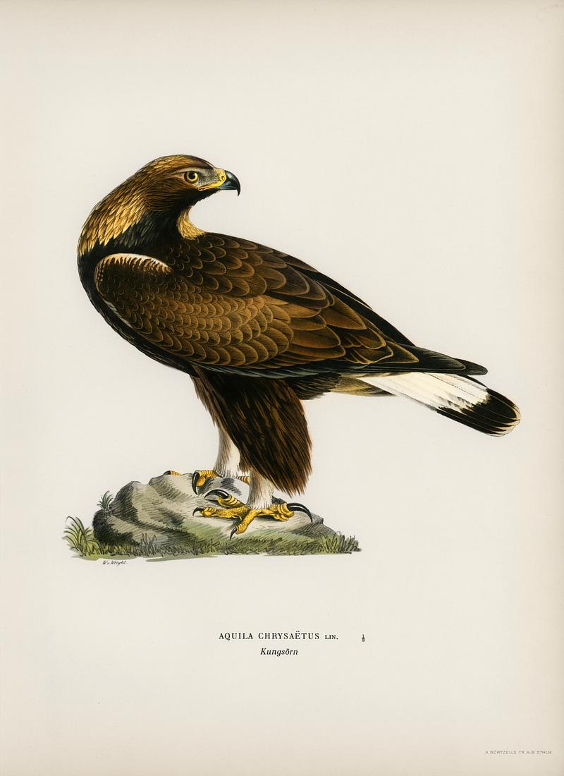 Golden Eagle (Aquila chrysaetos) illustrated by the von Wright brothers. Digitally enhanced from our own 1929 folio version of Svenska Fåglar Efter Naturen Och Pa Sten Ritade. Golden Eagle (Aquila chrysaetos) illustrated by the von Wright brothers. Digitally enhanced from our own 1929 folio version…
