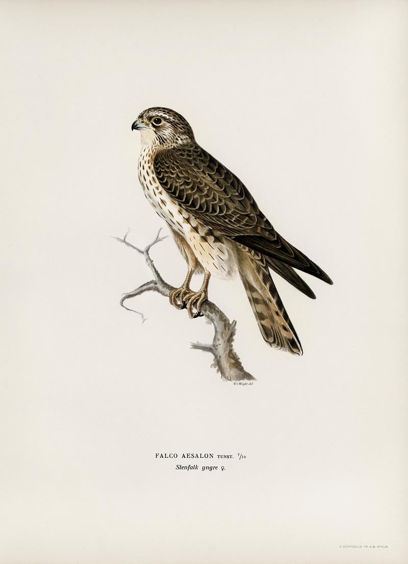 Merlin female (Falco aesalon) illustrated by the von Wright brothers. Digitally enhanced from our own 1929 folio version of Svenska Fåglar Efter Naturen Och Pa Sten Ritade. Merlin female (Falco aesalon) illustrated by the von Wright brothers. Digitally enhanced from our own 1929 folio version of…