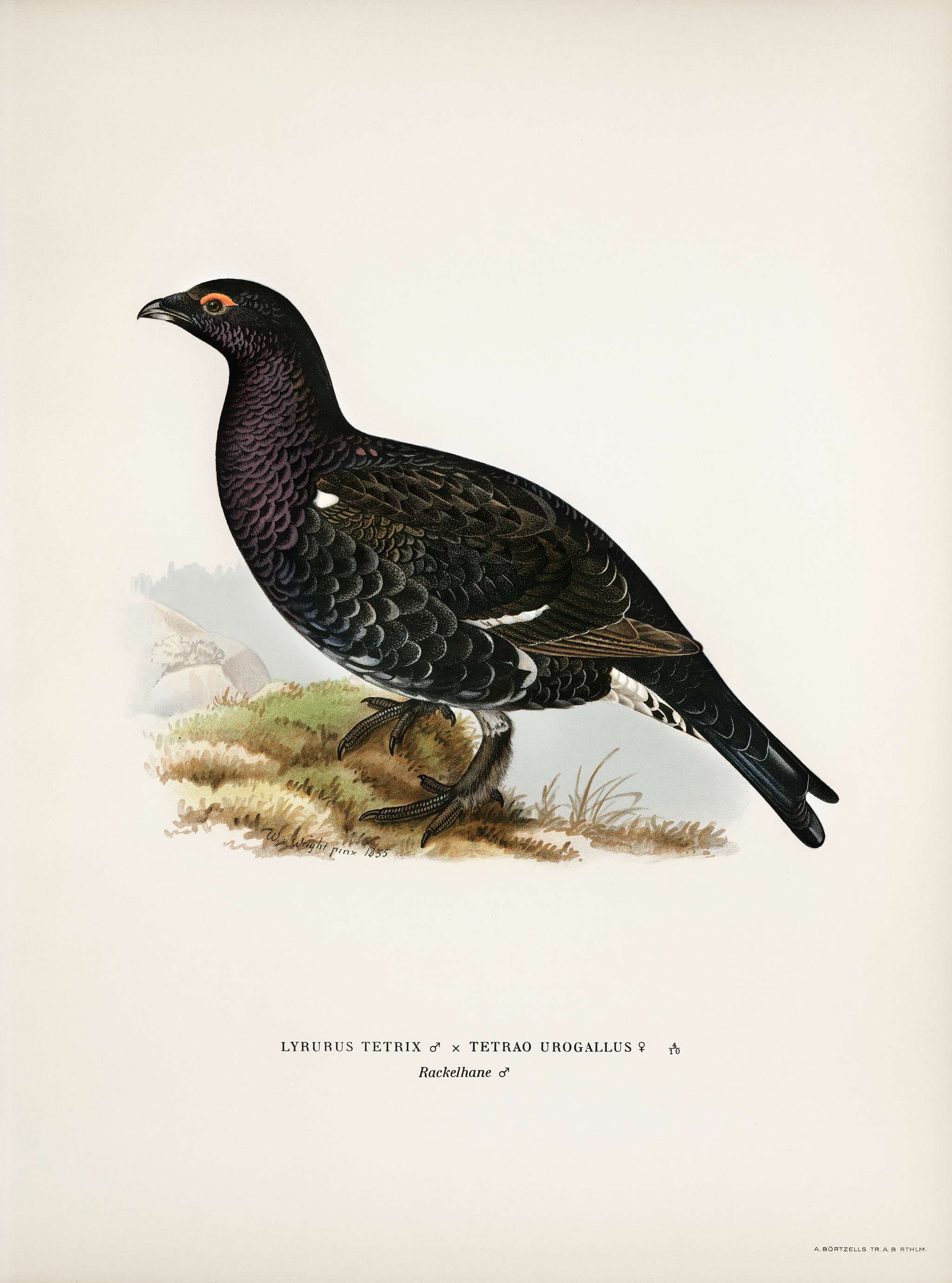 Hybrid between black grouse and western capercaillie (Lyrurus tetrix ♂ x Tetrao urogallus ♀) illustrated by the von Wright... Hybrid between black grouse and western capercaillie (Lyrurus tetrix ♂ x Tetrao urogallus ♀) illustrated by the von Wright...