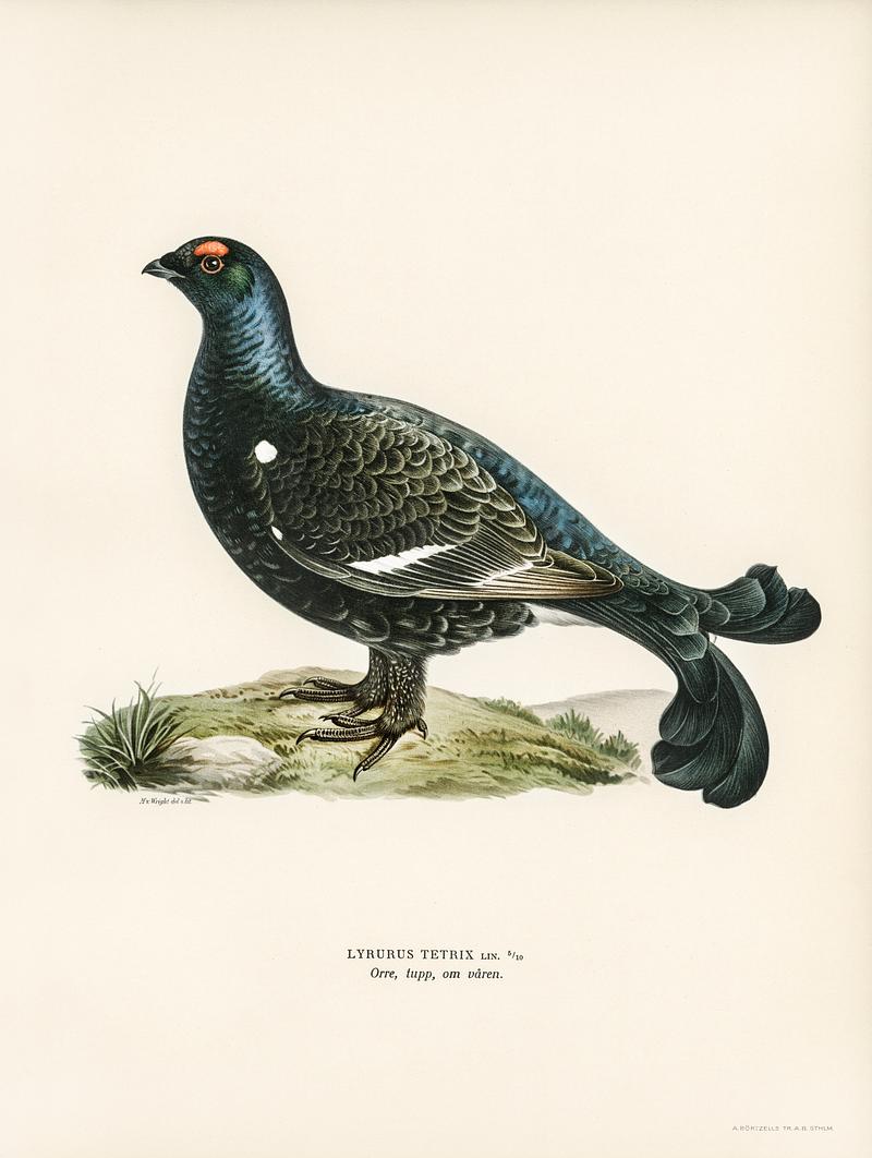 Black grouse (Lyrurus tetrix) illustrated by the von Wright brothers. Digitally enhanced from our own 1929 folio version of Svenska Fåglar Efter Naturen Och Pa Sten Ritade. Black grouse (Lyrurus tetrix) illustrated by the von Wright brothers. Digitally enhanced from our own 1929 folio version of…