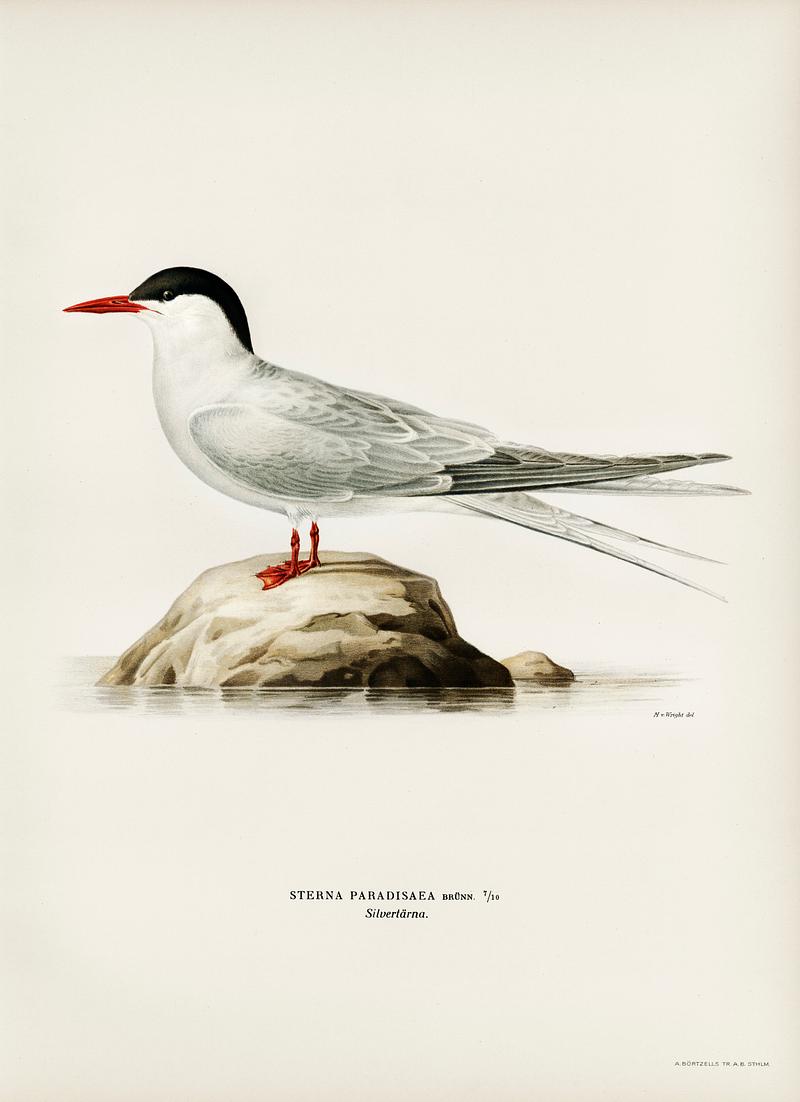 Arctic tern (Sterna paradisaea) illustrated by the von Wright brothers. Digitally enhanced from our own 1929 folio version of Svenska Fåglar Efter Naturen Och Pa Sten Ritade. Arctic tern (Sterna paradisaea) illustrated by the von Wright brothers. Digitally enhanced from our own 1929 folio version of…