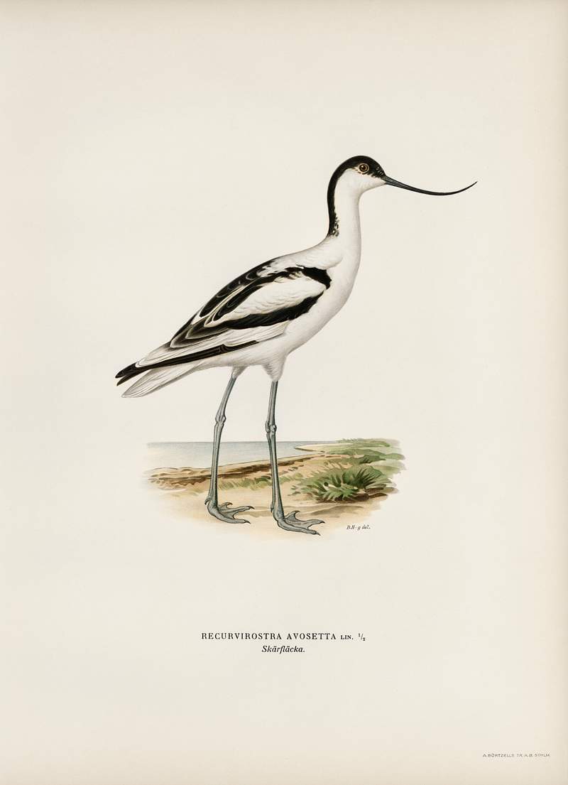 Pied avocet (Recurvirostra avosetta) illustrated by the von Wright brothers. Digitally enhanced from our own 1929 folio…