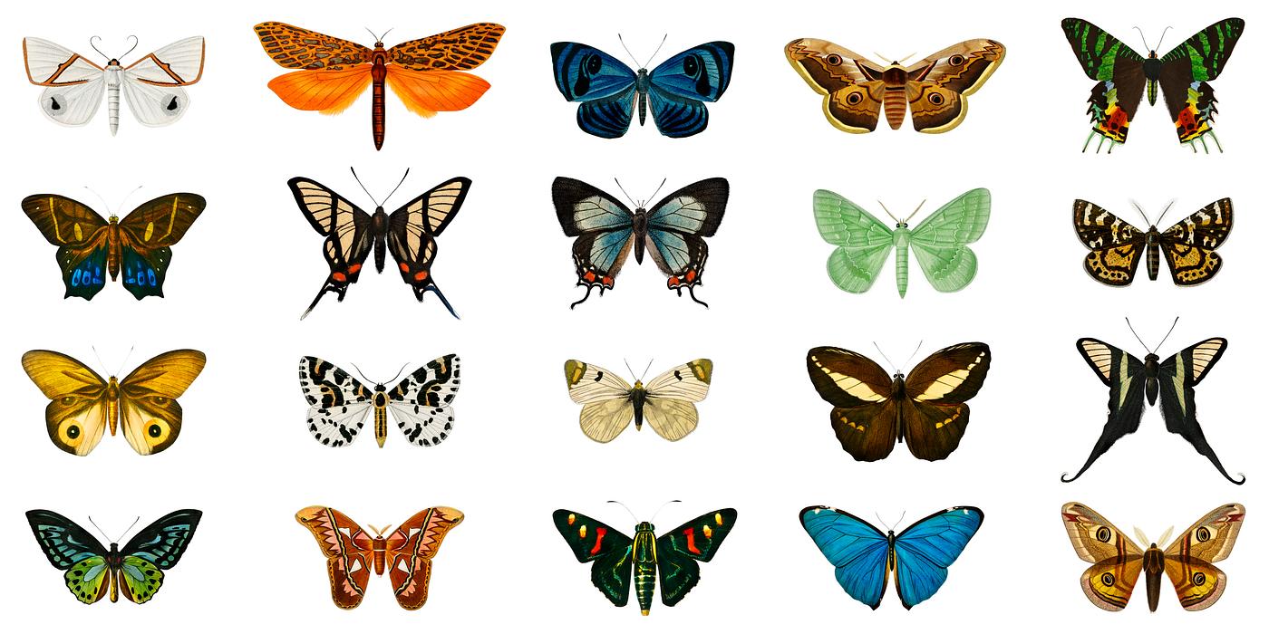 Collection of butterflies and moths illustrated by Charles Dessalines D' Orbigny (1806-1876). Collection of butterflies and moths illustrated by Charles Dessalines D' Orbigny (1806-1876).