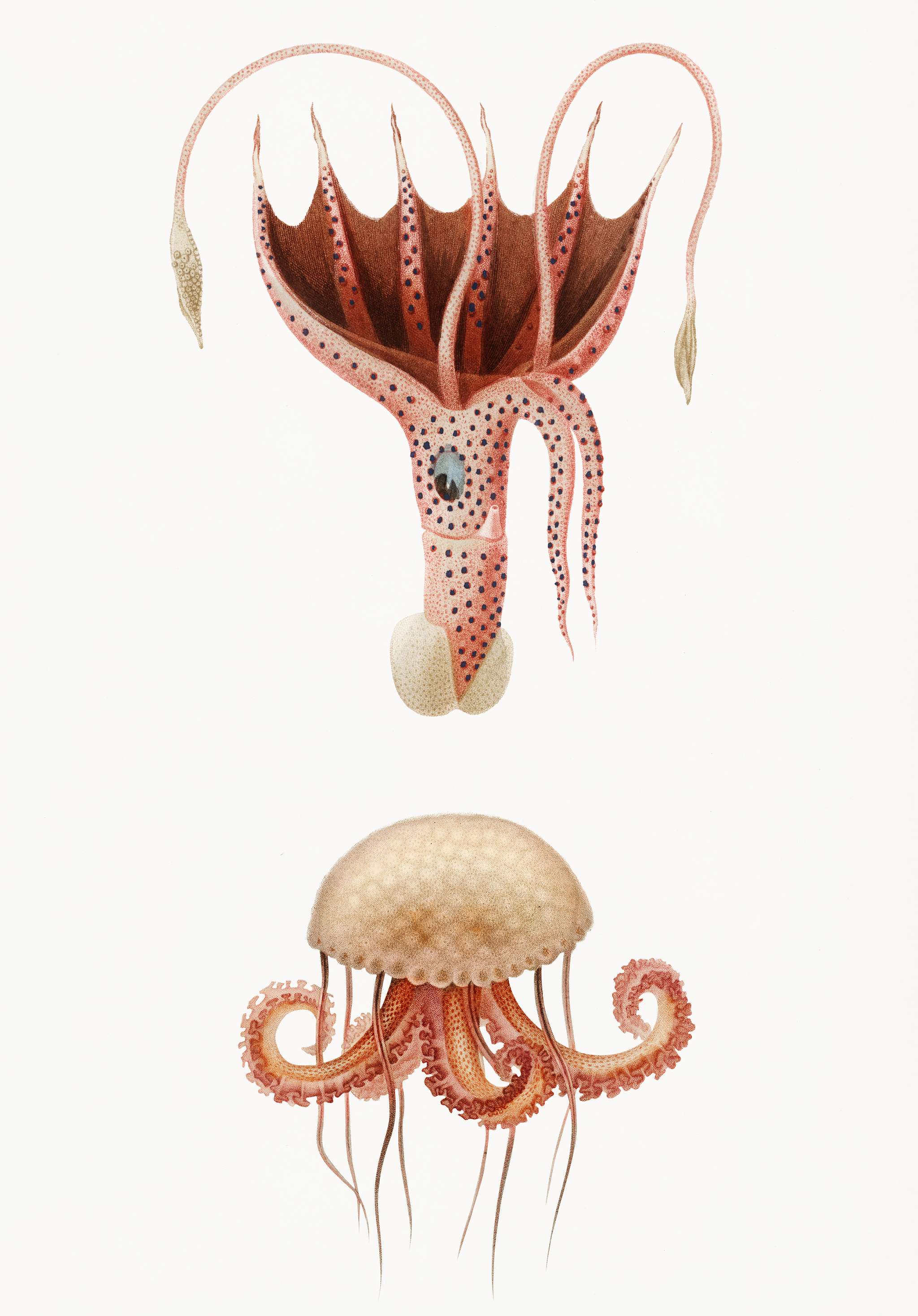 Mauve stinger jellyfish and Squid (Histioteuthis bonnellii) illustrated by Charles Dessalines D' Orbigny (1806-1876).... Mauve stinger jellyfish and Squid (Histioteuthis bonnellii) illustrated by Charles Dessalines D' Orbigny (1806-1876)....