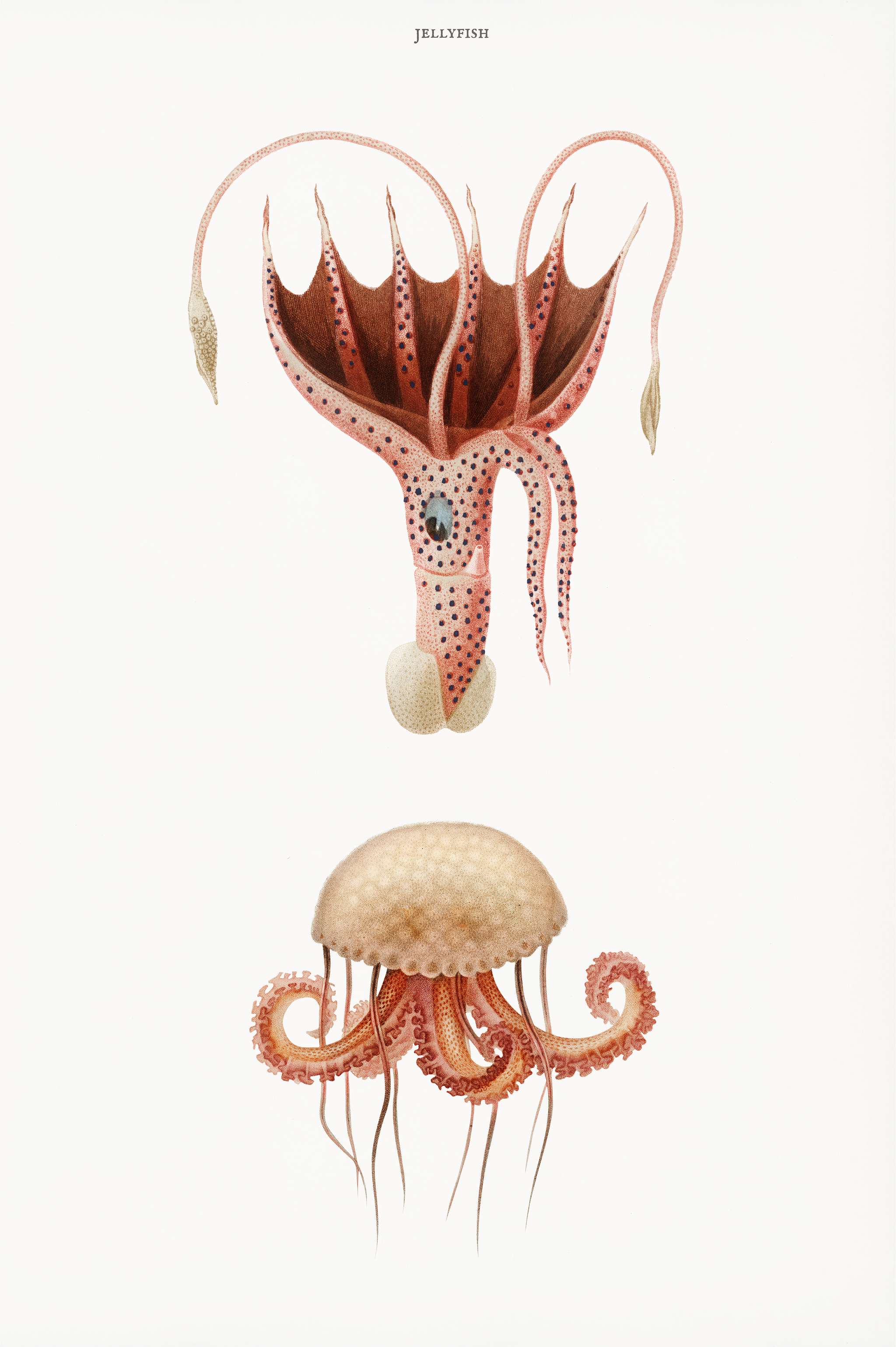 Mauve stinger jellyfish and Squid (Histioteuthis bonnellii) illustrated by Charles Dessalines D' Orbigny (1806-1876).... Mauve stinger jellyfish and Squid (Histioteuthis bonnellii) illustrated by Charles Dessalines D' Orbigny (1806-1876)....