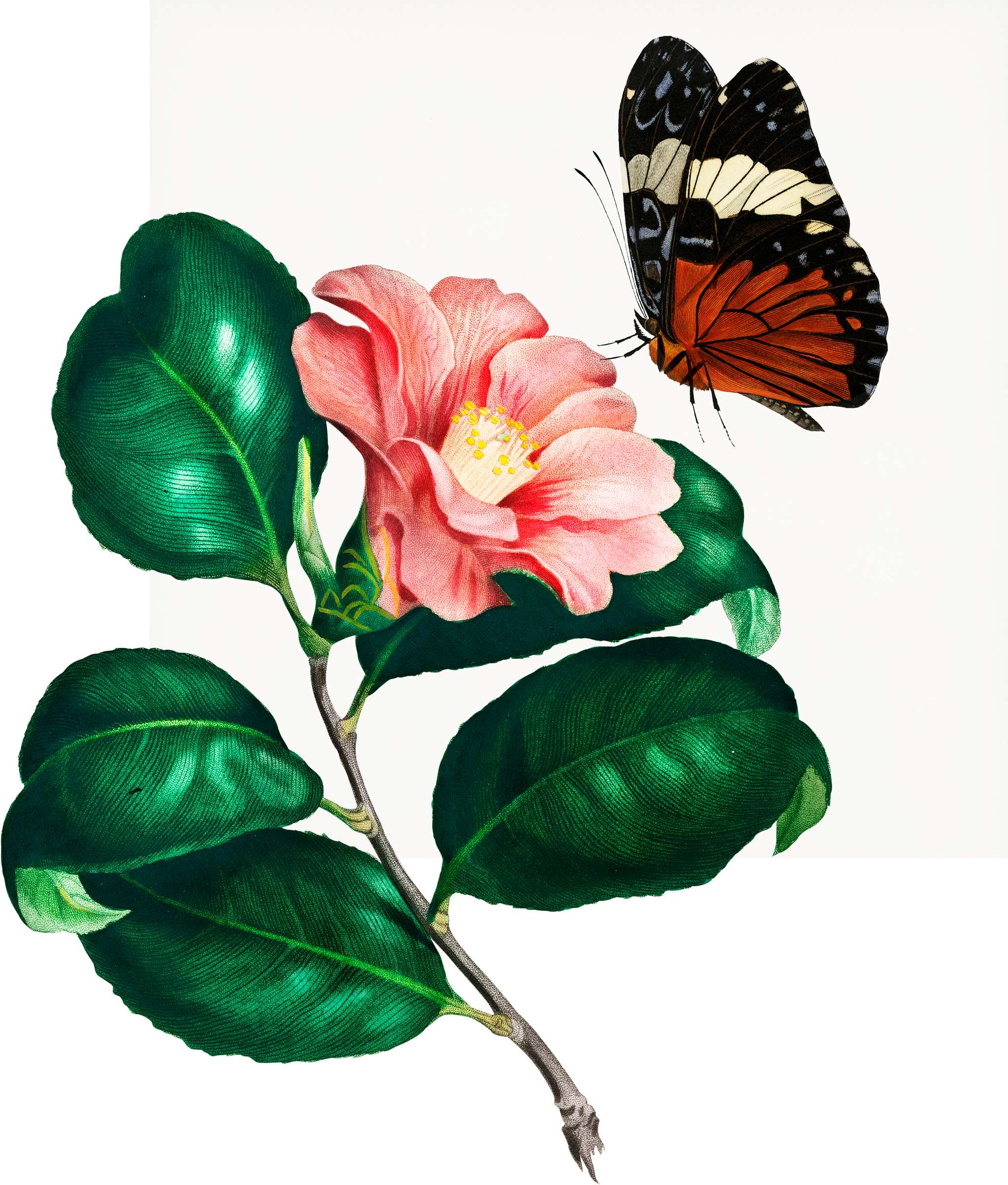 Camellia japonica (Camélia du Japon) illustrated by Charles Dessalines D' Orbigny (1806-1876). Digitally enhanced... Camellia japonica (Camélia du Japon) illustrated by Charles Dessalines D' Orbigny (1806-1876). Digitally enhanced...