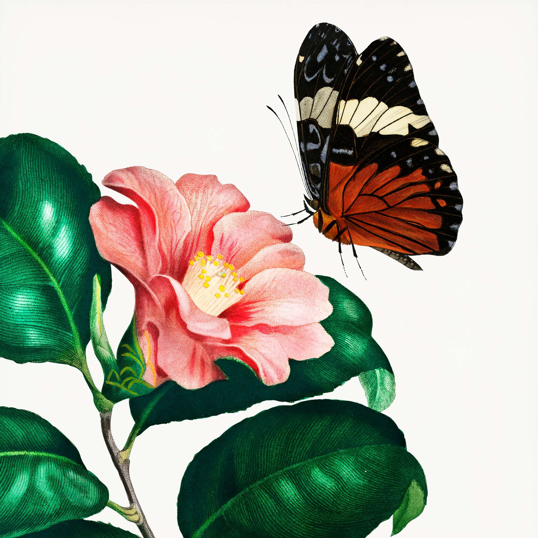 Camellia japonica (Camélia du Japon) illustrated by Charles Dessalines D' Orbigny (1806-1876). Digitally enhanced... Camellia japonica (Camélia du Japon) illustrated by Charles Dessalines D' Orbigny (1806-1876). Digitally enhanced...