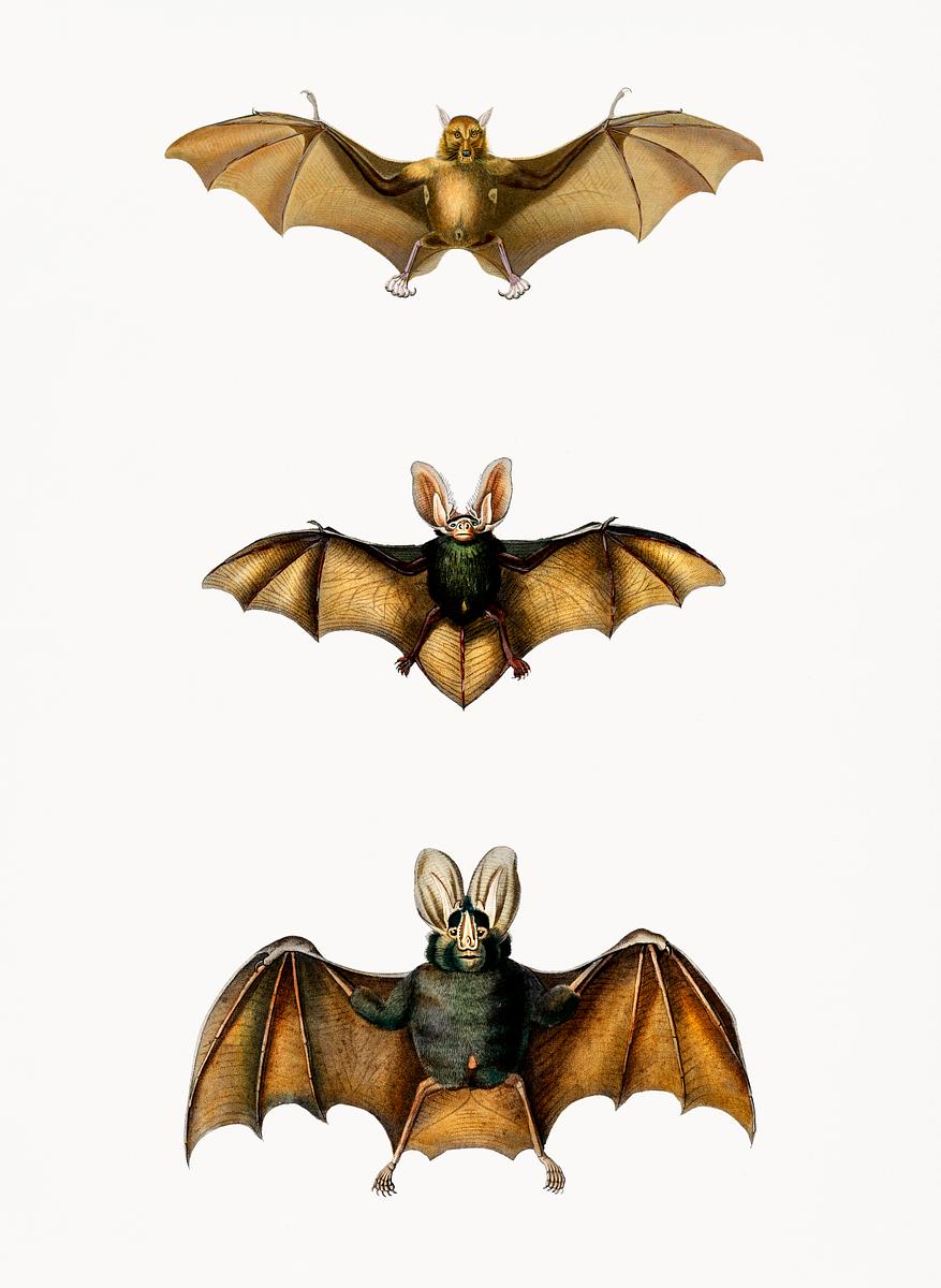Collection of bats illustrated by Charles… | Royalty free stock psd mockup | High Resolution design Collection of bats illustrated by Charles Dessalines D' Orbigny (1806-1876). Digitally enhanced from our own 1892 edition of…
