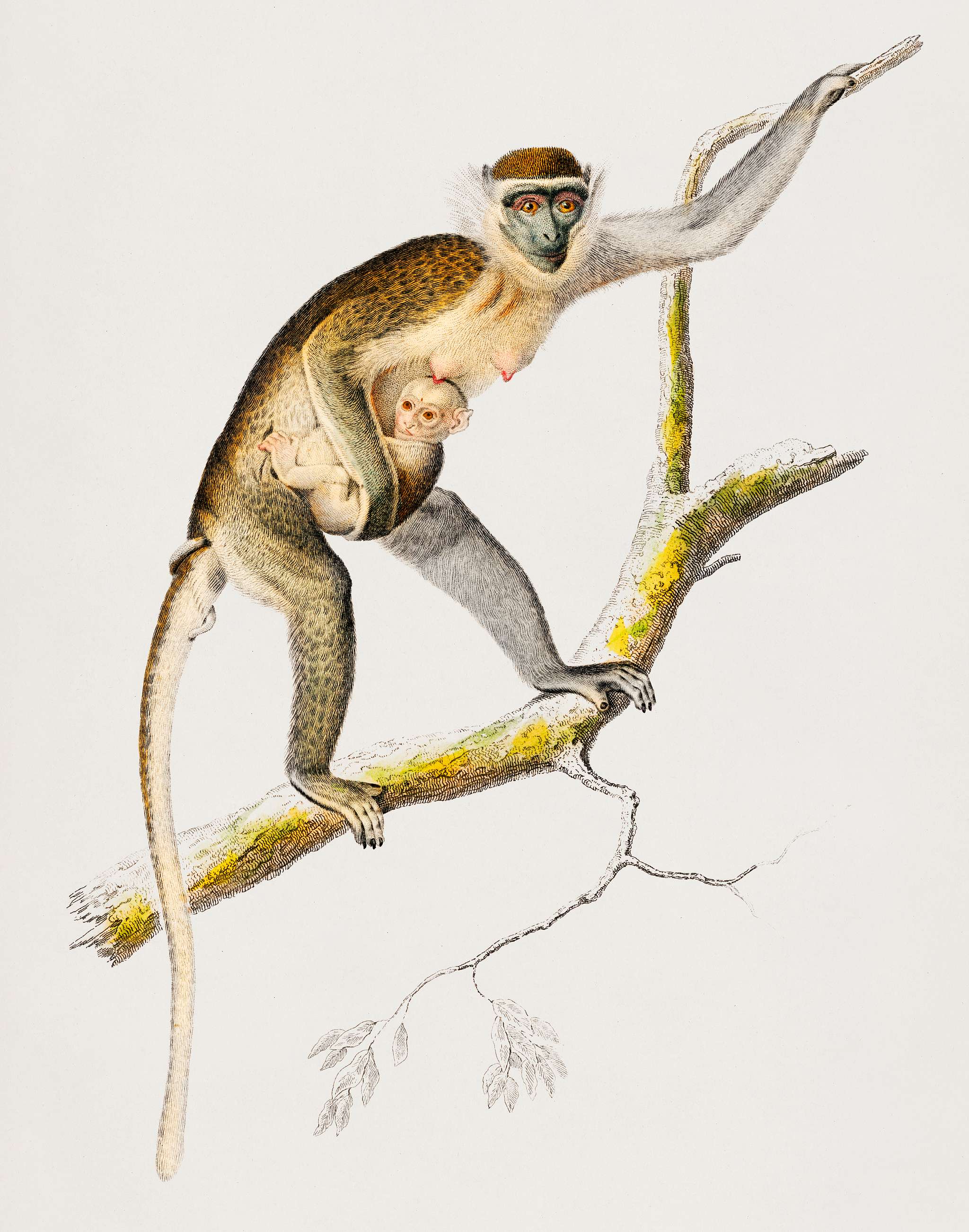 Cercopithecus griseus (Guenon Grivet) illustrated by Charles Dessalines D' Orbigny (1806-1876). Digitally enhanced from... Cercopithecus griseus (Guenon Grivet) illustrated by Charles Dessalines D' Orbigny (1806-1876). Digitally enhanced from...
