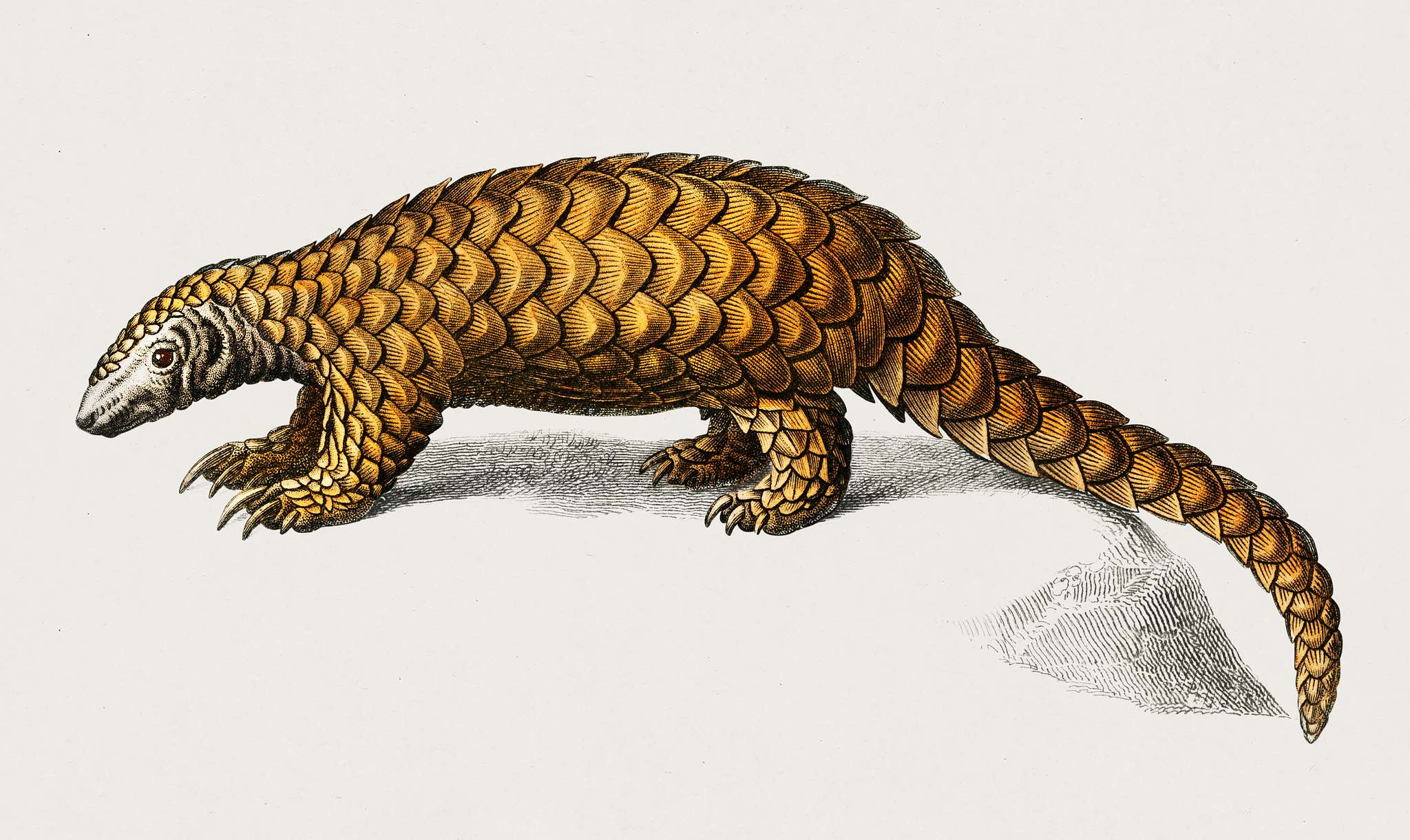 Indian Pangolin (Manis crassicaudata) illustrated by Charles Dessalines D' Orbigny (1806-1876). Digitally enhanced from... Indian Pangolin (Manis crassicaudata) illustrated by Charles Dessalines D' Orbigny (1806-1876). Digitally enhanced from...