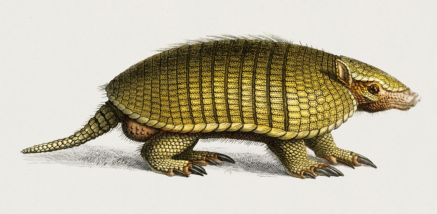 Yellow armadillo (Euphractus sexcinctus) illustrated by Charles Dessalines D' Orbigny (1806-1876). Digitally enhanced... Yellow armadillo (Euphractus sexcinctus) illustrated by Charles Dessalines D' Orbigny (1806-1876). Digitally enhanced...