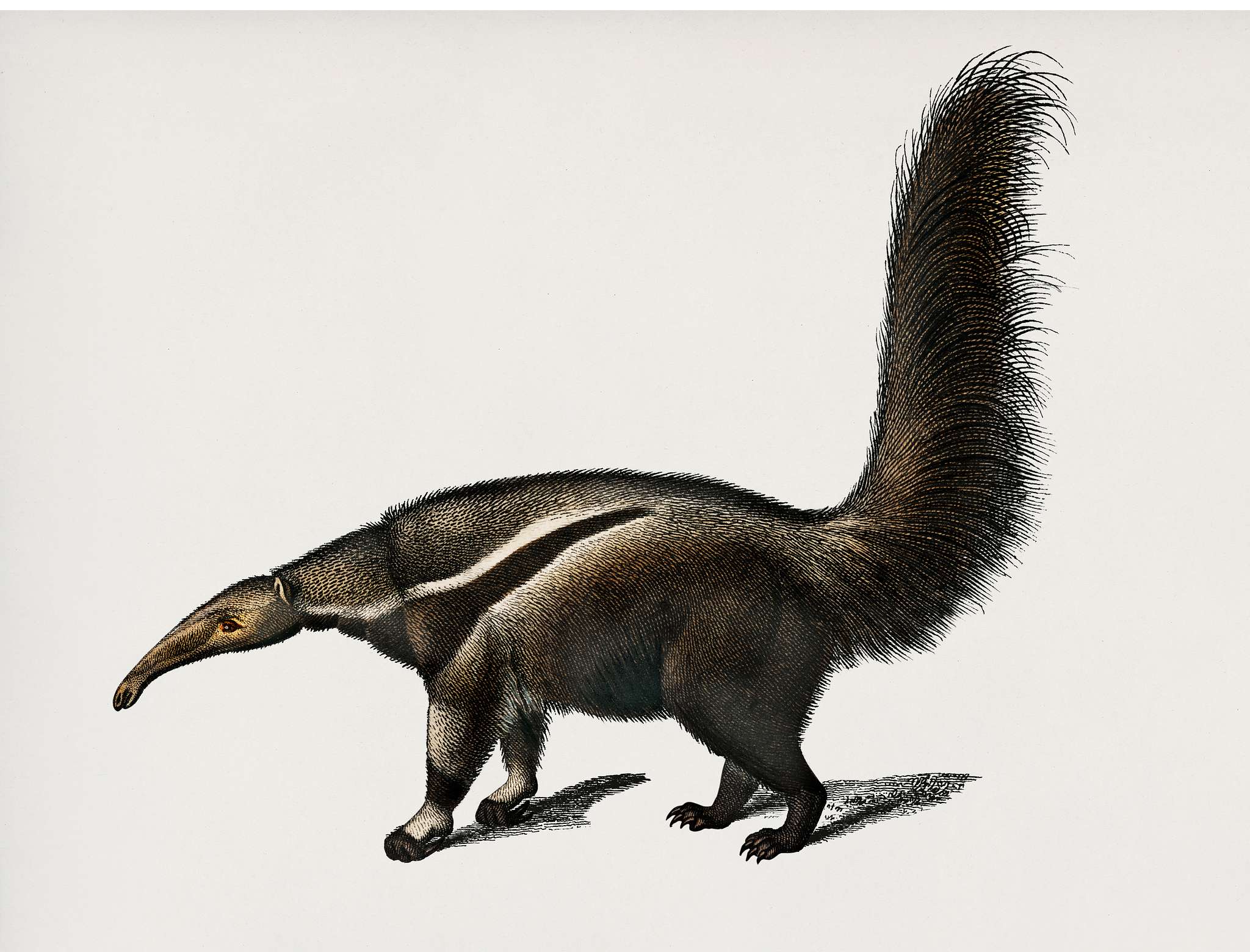 Giant anteater (Myrmecophaga tridactyla) illustrated by Charles Dessalines D' Orbigny (1806-1876). Digitally enhanced... Giant anteater (Myrmecophaga tridactyla) illustrated by Charles Dessalines D' Orbigny (1806-1876). Digitally enhanced...