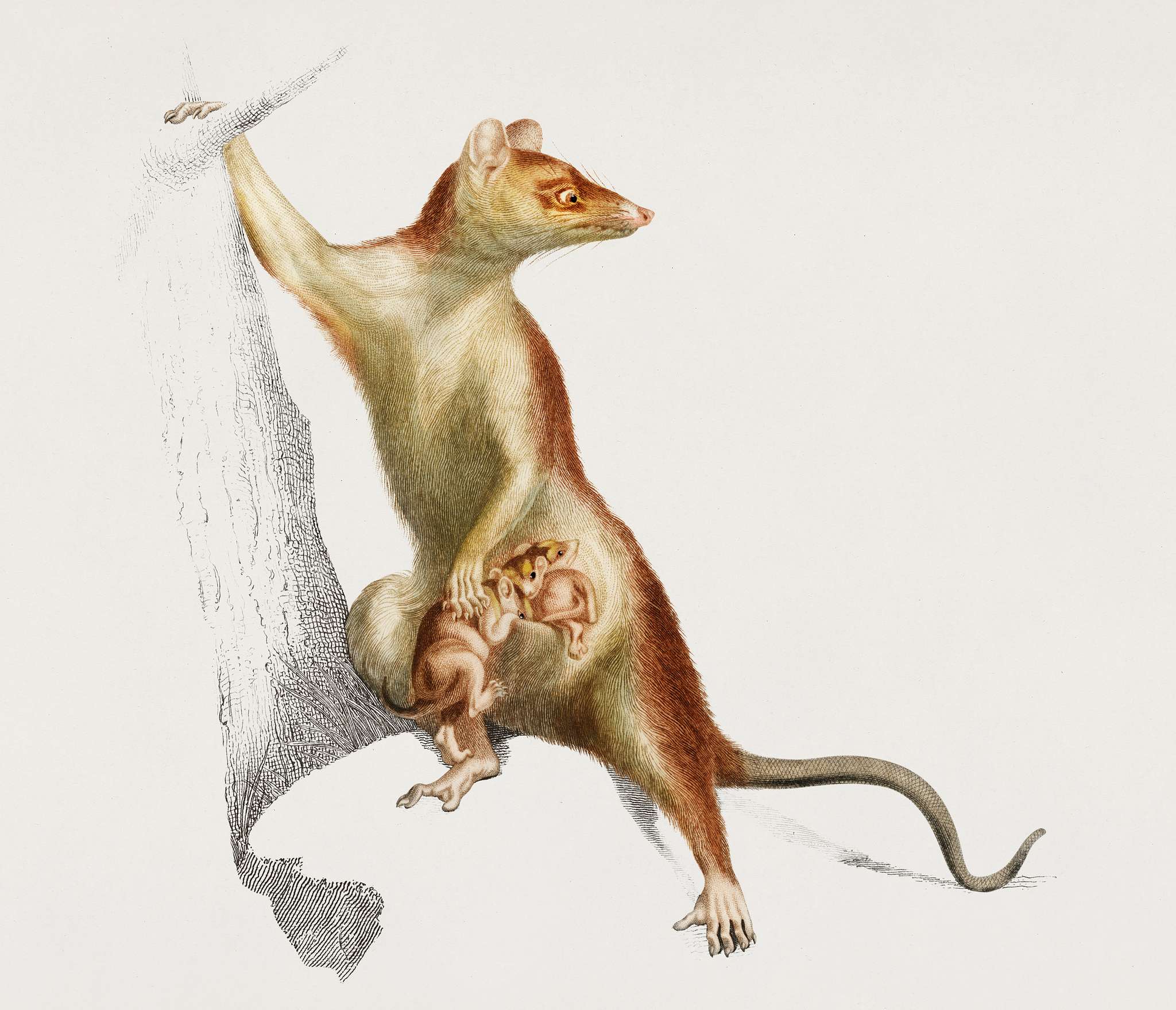 Big-eared opossum (Didelphis aurita) illustrated by Charles Dessalines D' Orbigny (1806-1876). Digitally enhanced from... Big-eared opossum (Didelphis aurita) illustrated by Charles Dessalines D' Orbigny (1806-1876). Digitally enhanced from...