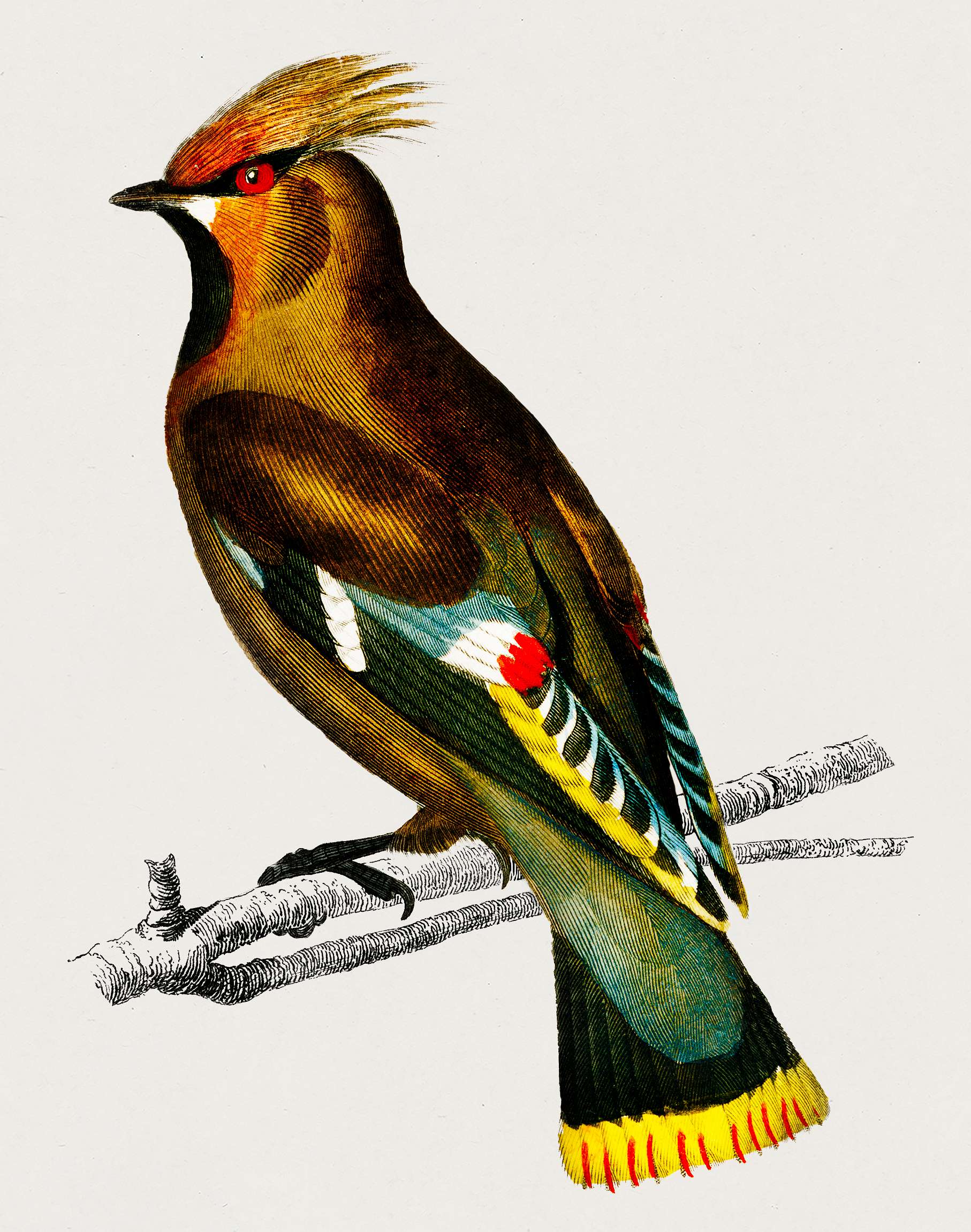 Bohemian waxwing (Bombycilla garrulus) illustrated by Charles Dessalines D' Orbigny (1806-1876). Digitally enhanced from... Bohemian waxwing (Bombycilla garrulus) illustrated by Charles Dessalines D' Orbigny (1806-1876). Digitally enhanced from...