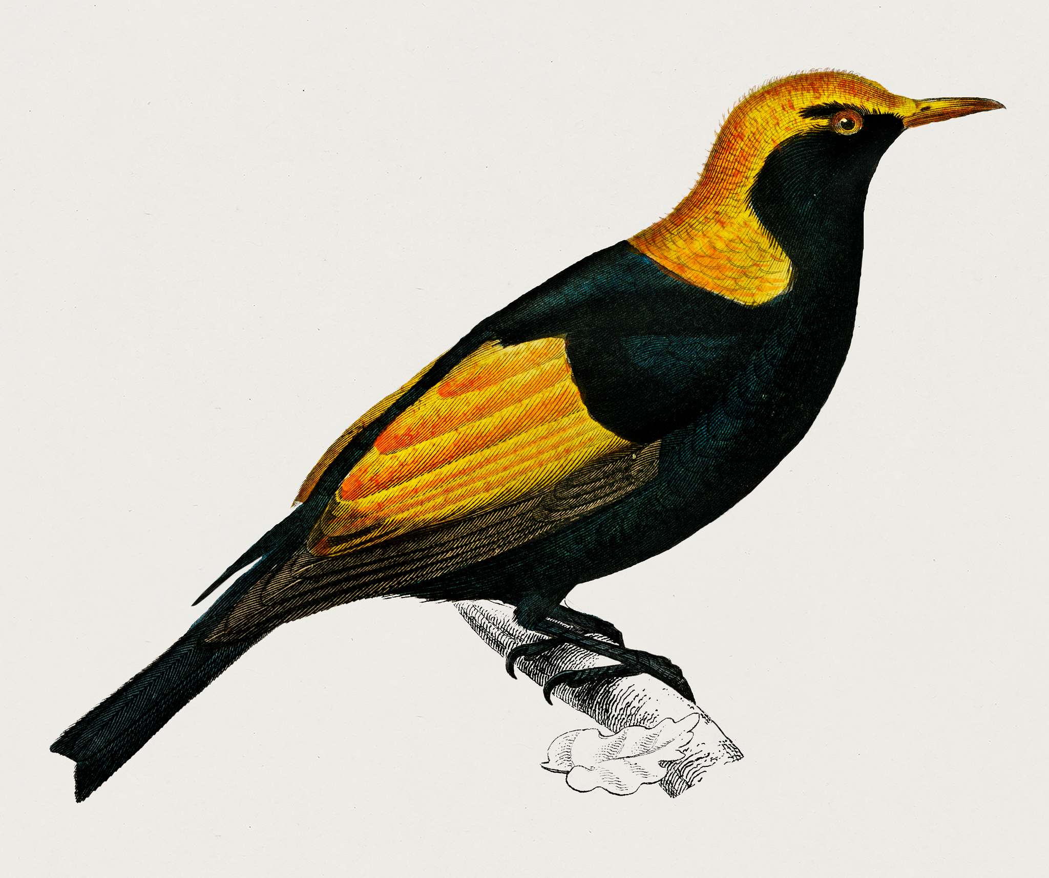 Regent bowerbird (Sericulus chrysocephalus) illustrated by Charles Dessalines D' Orbigny (1806-1876). Digitally enhanced... Regent bowerbird (Sericulus chrysocephalus) illustrated by Charles Dessalines D' Orbigny (1806-1876). Digitally enhanced...