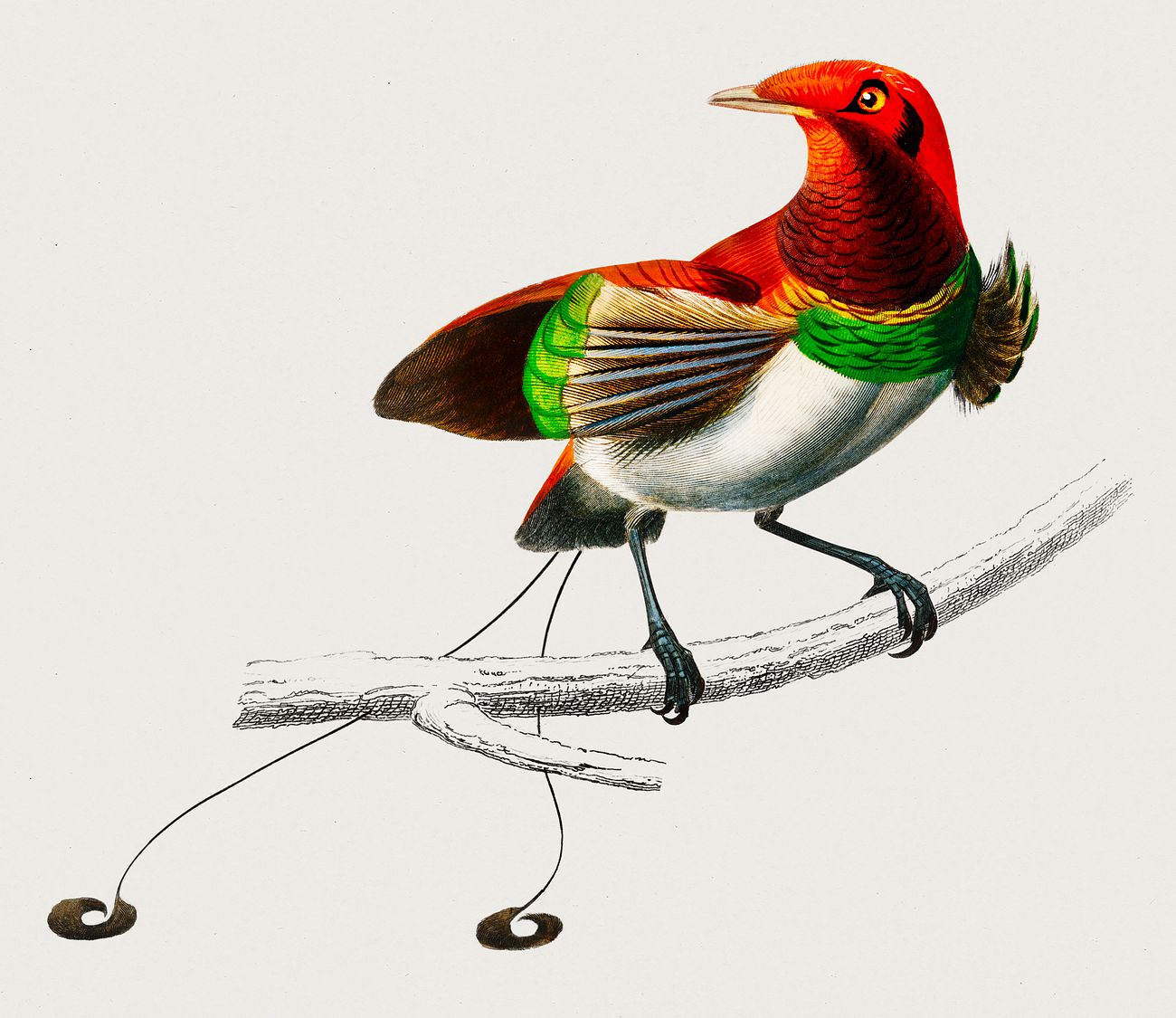 Raggiana bird-of-paradise (Paradisaea raggiana) illustrated by Charles Dessalines D' Orbigny (1806-1876). Digitally... Raggiana bird-of-paradise (Paradisaea raggiana) illustrated by Charles Dessalines D' Orbigny (1806-1876). Digitally...